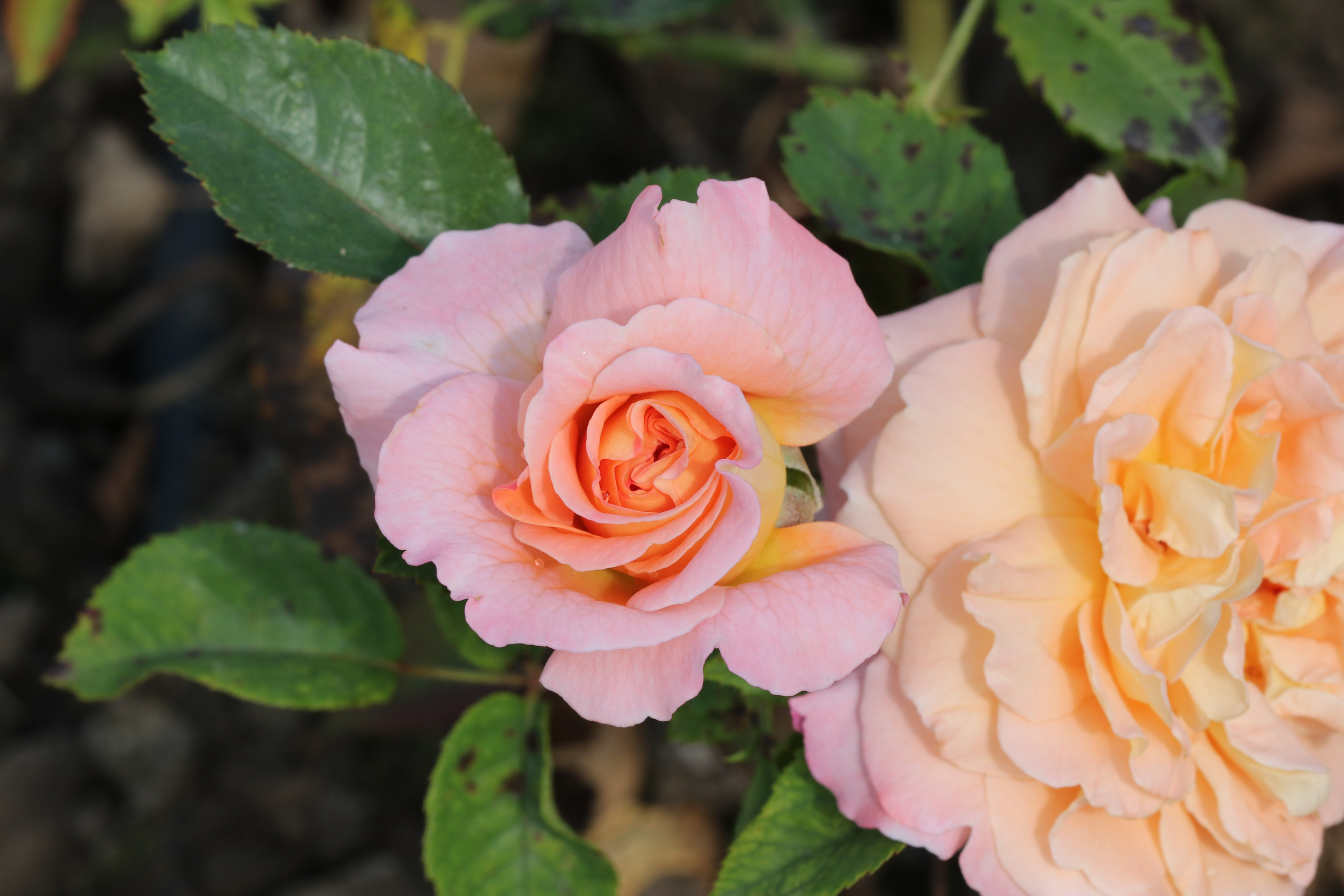 Долина роз в Кисловодске. Фото-художник и Репортажный фотограф Николаев Александр Алексеевич
