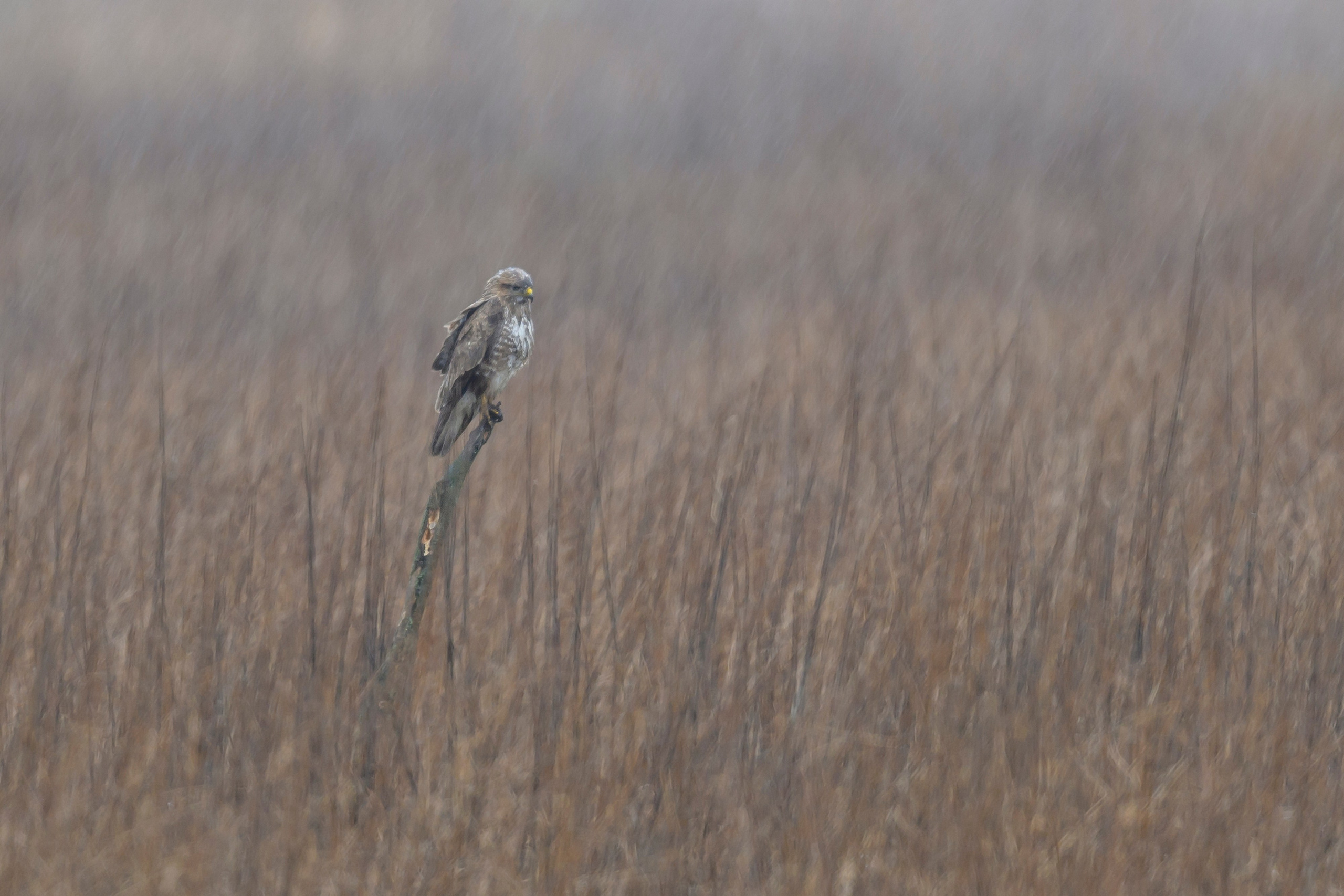 Дождь. Wildlife photography by Sergey Puponin