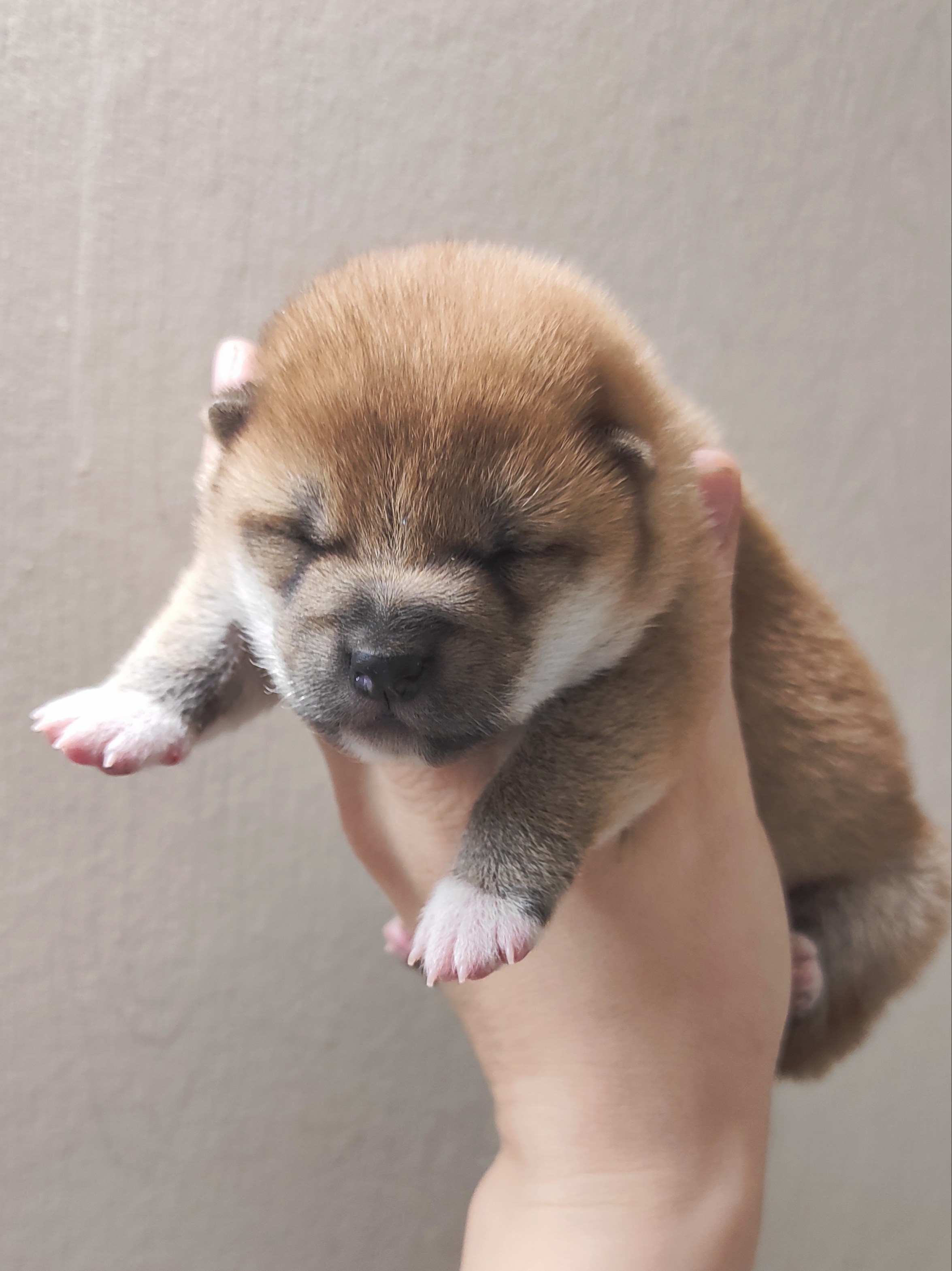 сиба питомник Рубилайт щенки на продажу rubylight  сиба щенки купить СПб Санкт-Петербург 