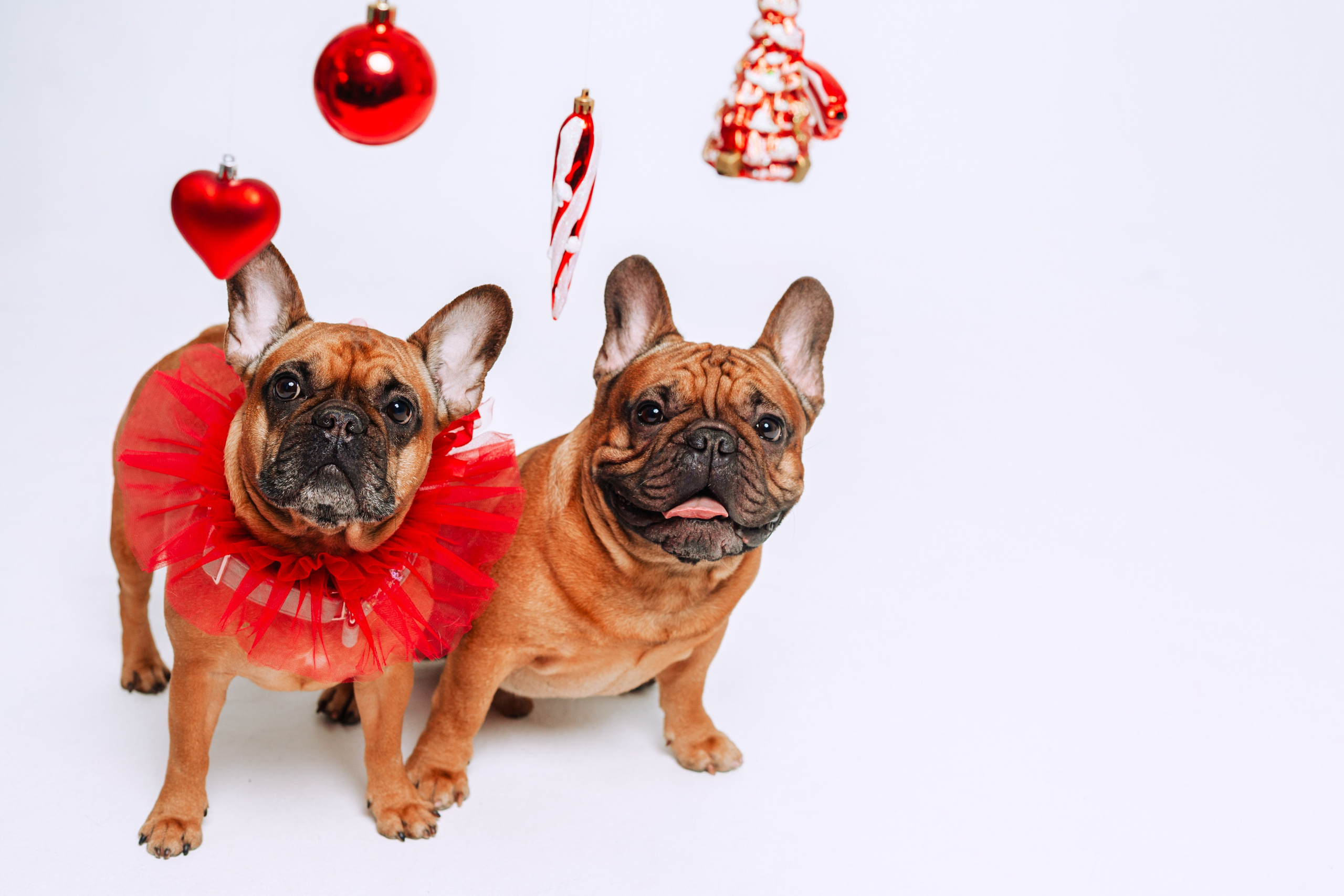 Бульвстреча 2025. Фотограф-анималист Татьяна Степанова