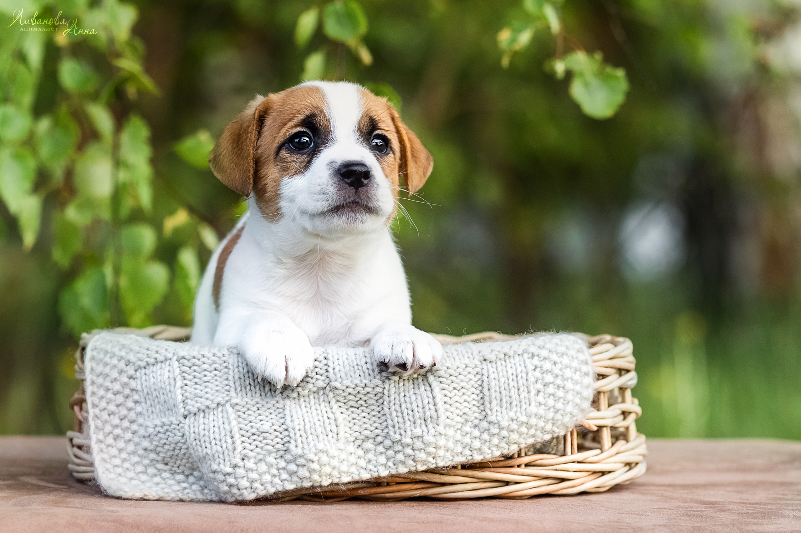 Джеки. Фотограф анималист Аня Ливанова | Рыбинск