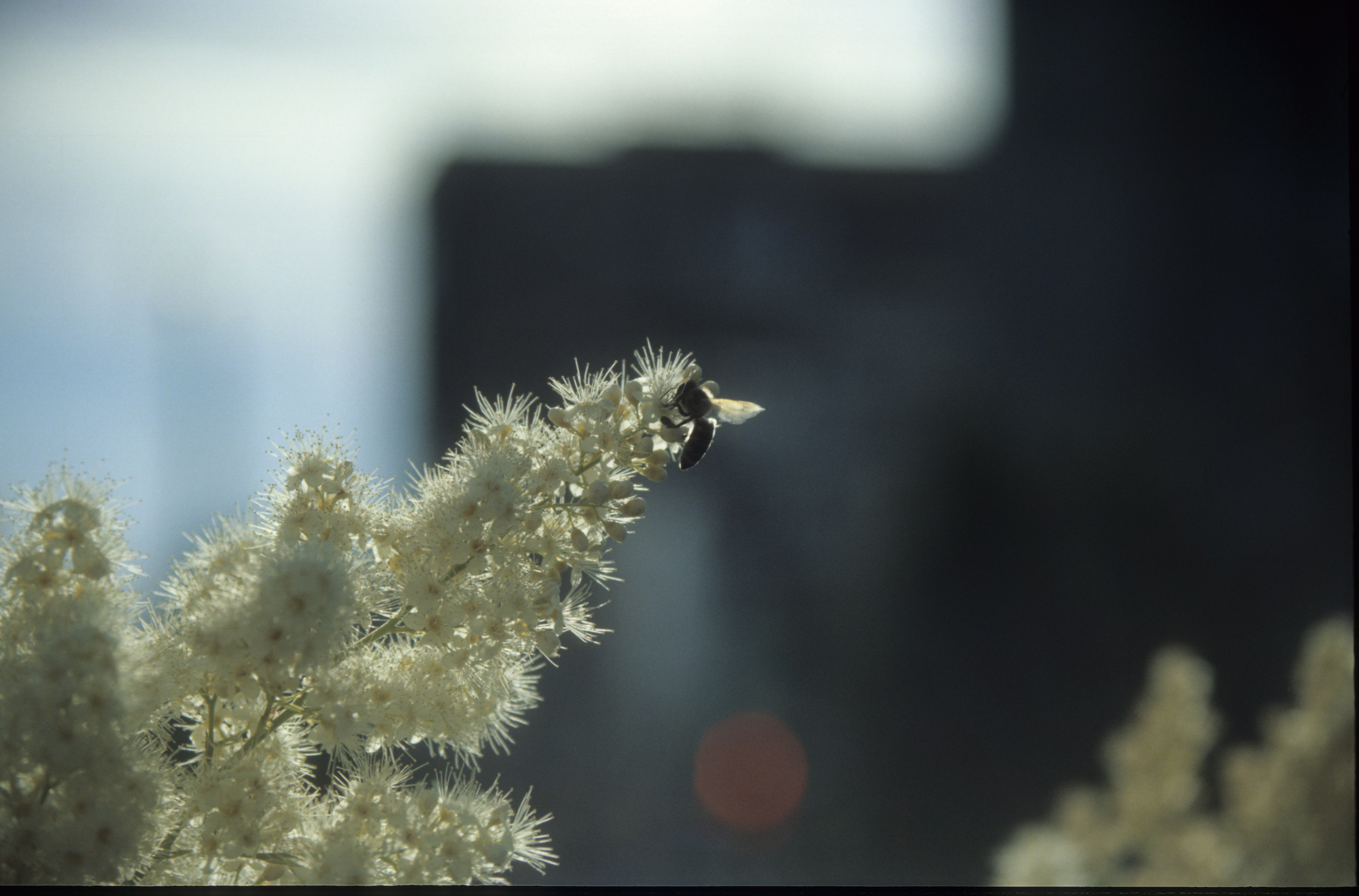 Лето в городе. Фотограф в Санкт-Петербурге Березовский Даниил