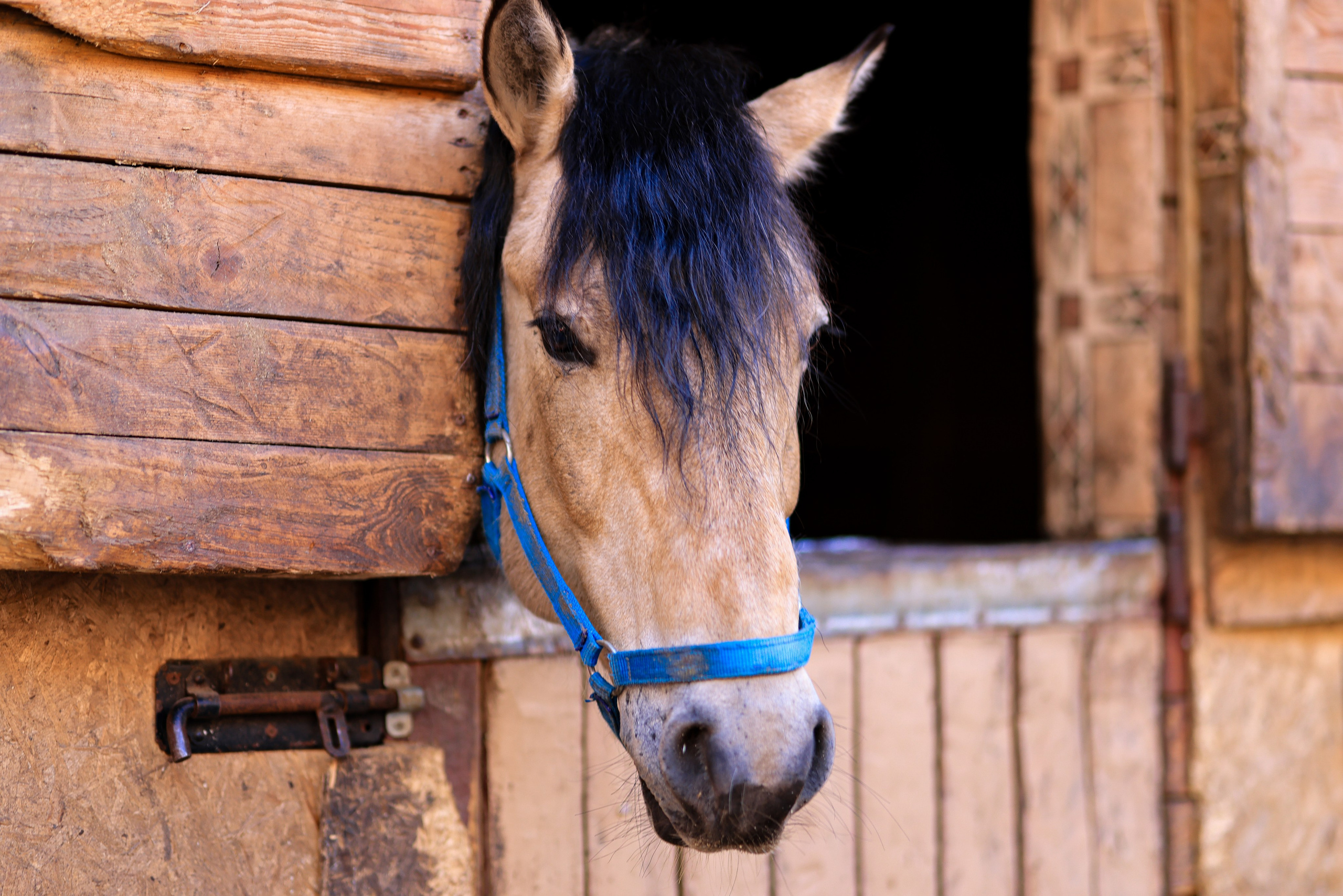 На конюшне 1. Фотограф репортажей и стритфотосессий в Москве Людмила Смирнова