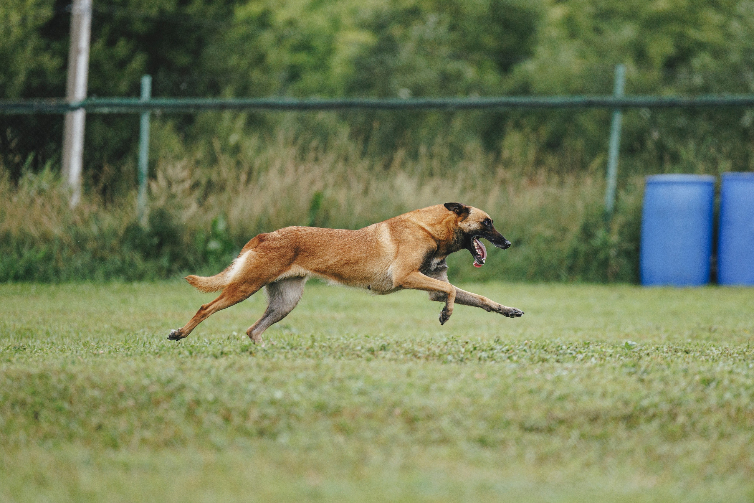 08.08.25-10.08.25 ЧР по мондьорингу г. Вологда. Фотограф-анималист Анна Маринич