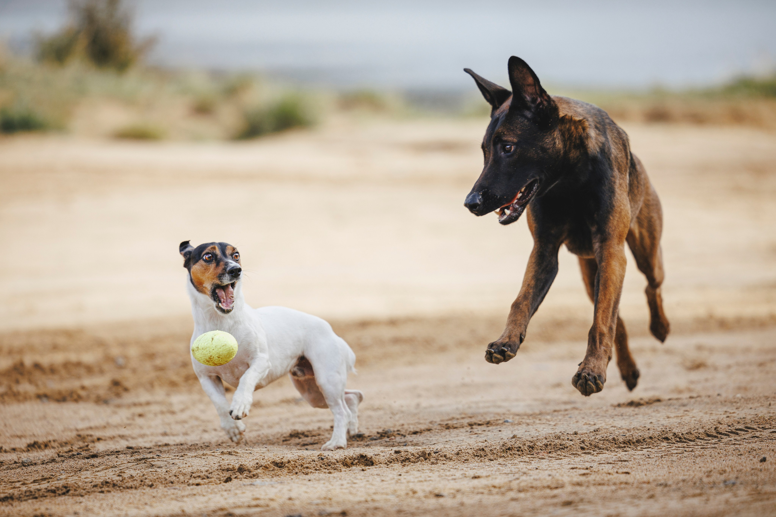 Ания и Ярик. Фотограф-анималист Анна Маринич