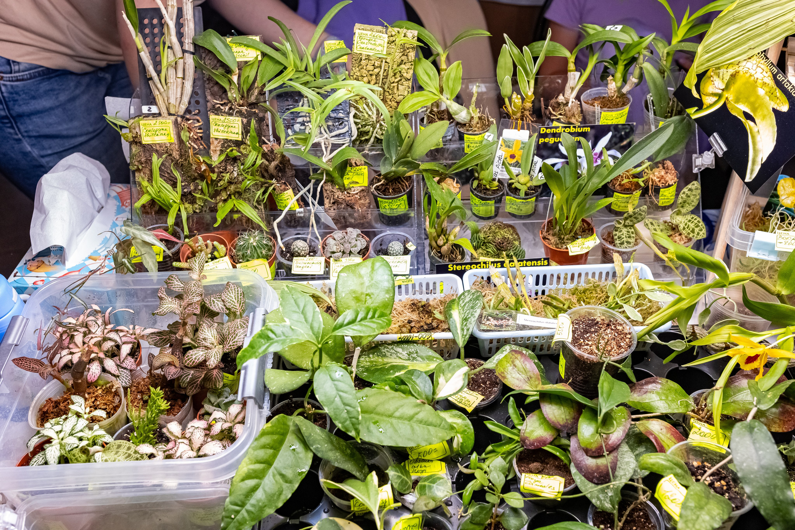 Рептилиум 2024. Александра Куликова фотограф, Москва