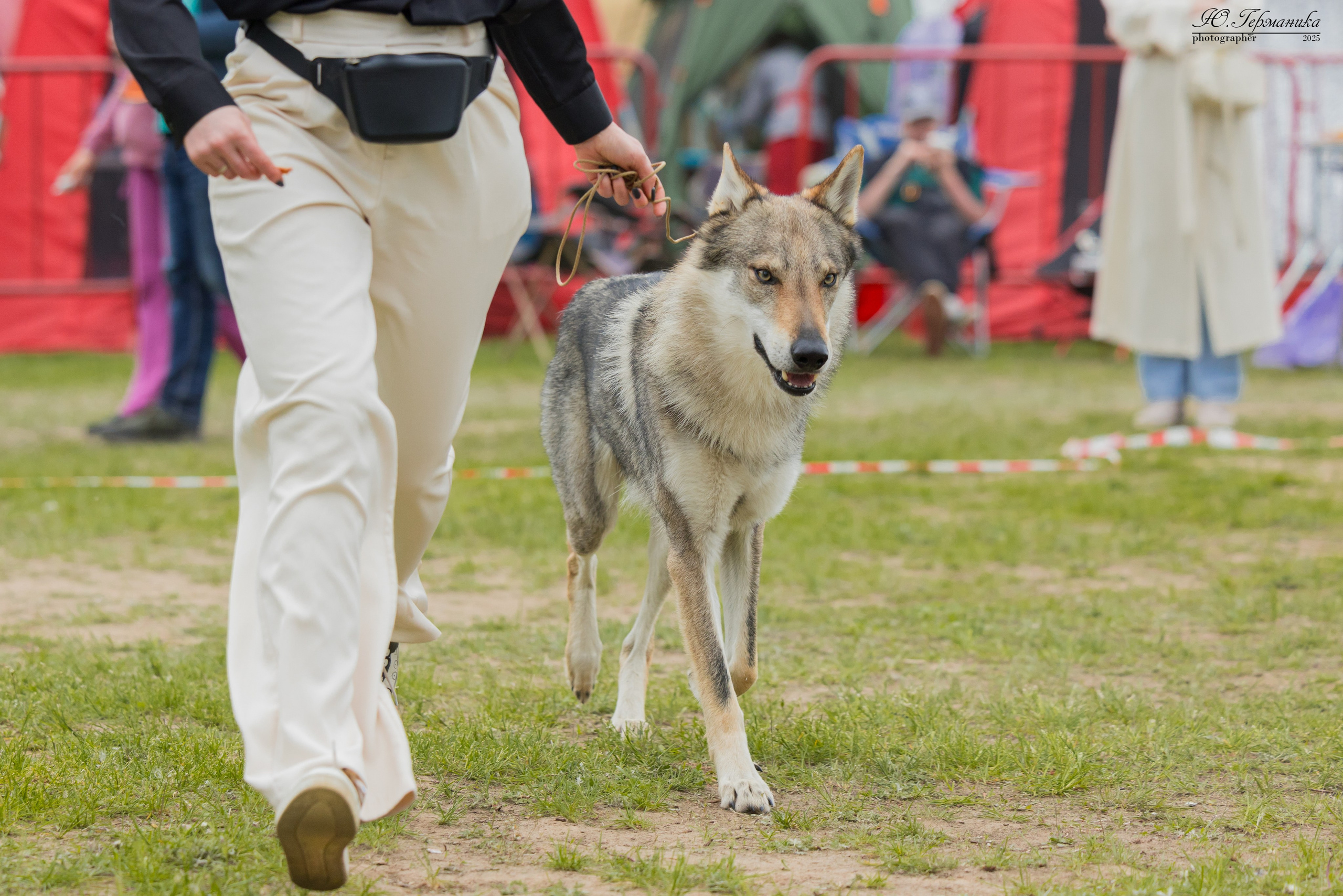 Суздаль(Владимир)17-18.05.2025. Фотограф-анималист Юлия Германика