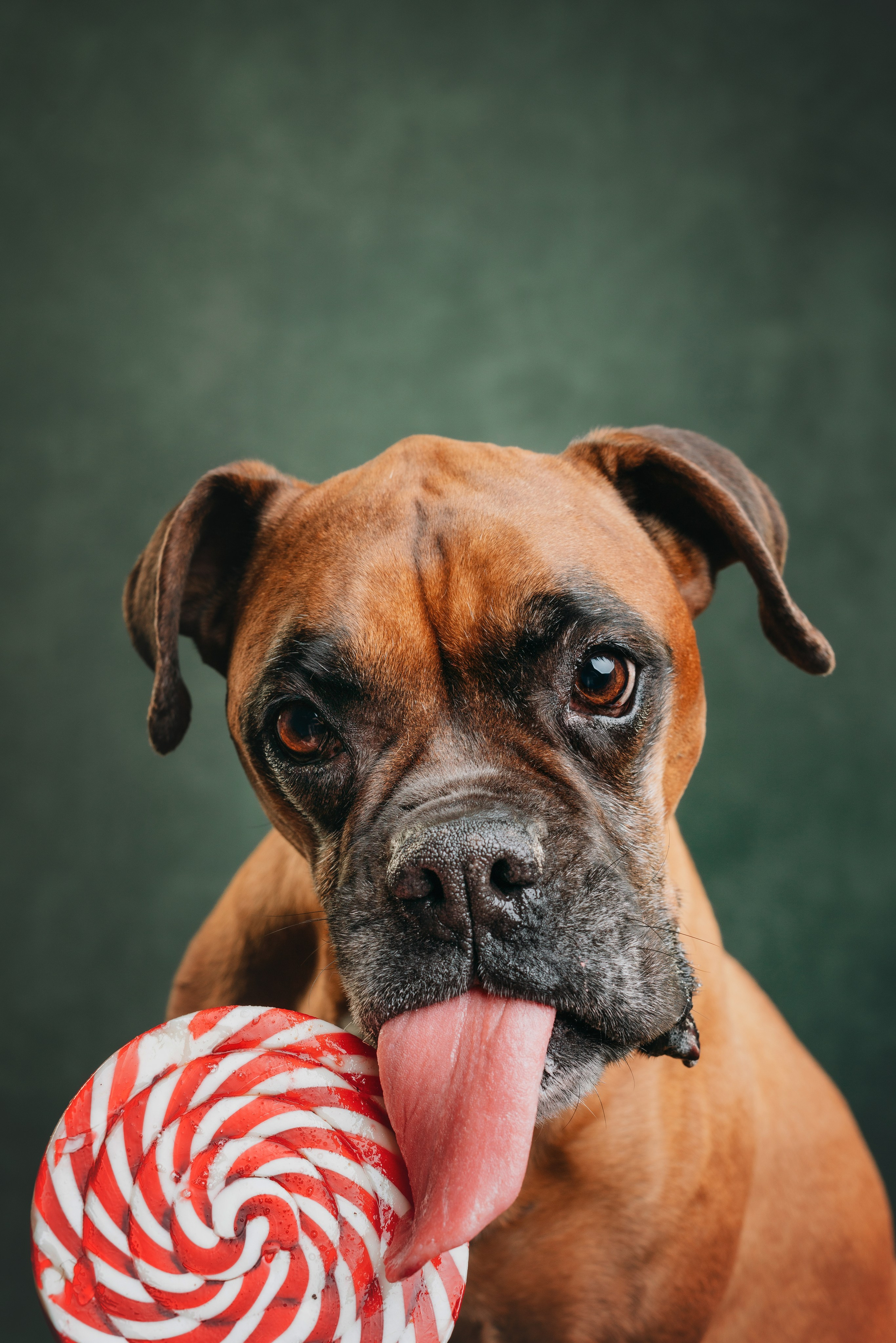 Боксер Челси. Фотограф анималист Осипчикова Мария