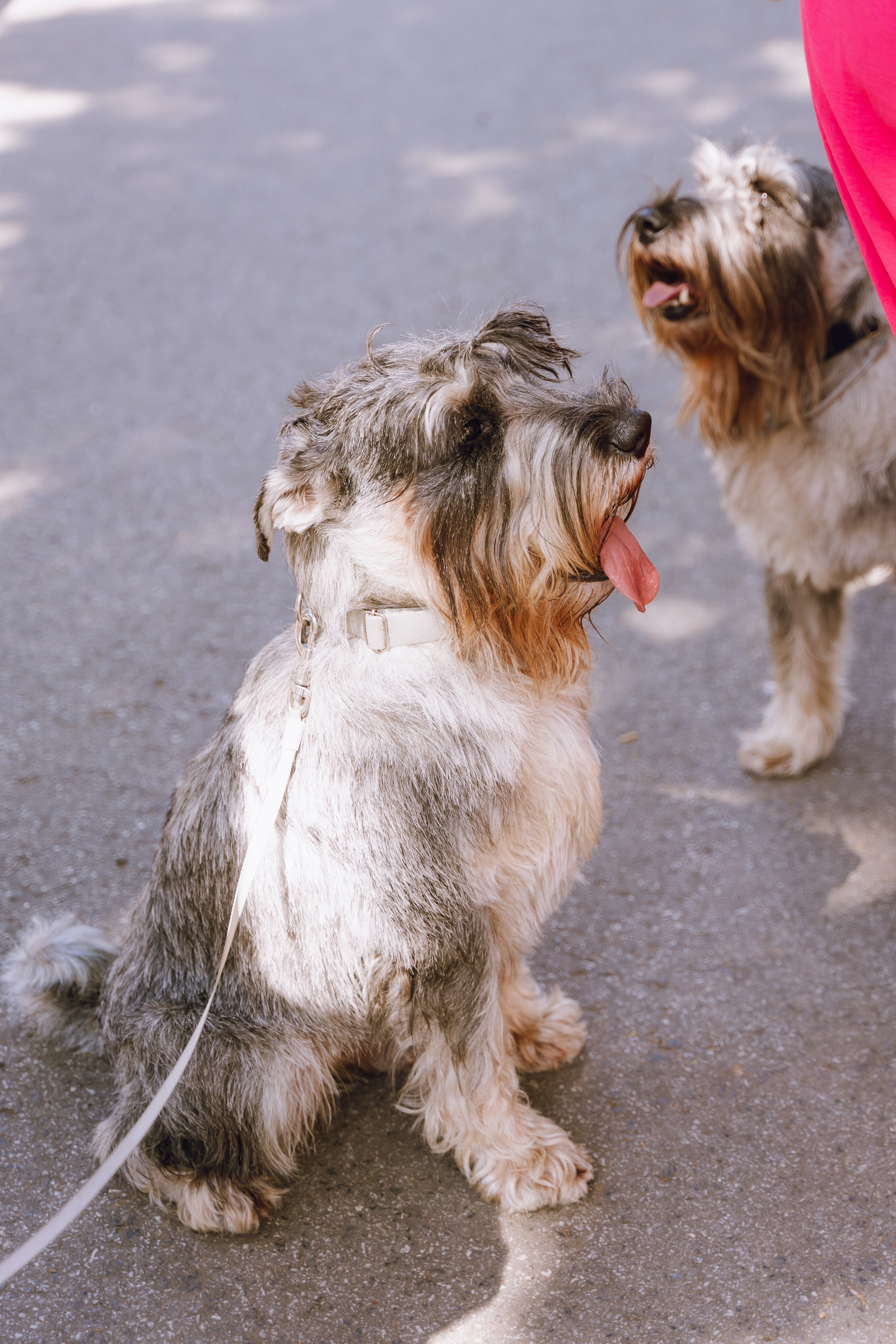 Площадка фестиваля «Мампус и его друзья» в Лесопарке 2025. Фотограф Надежда Погребняк | Рязань | Москва