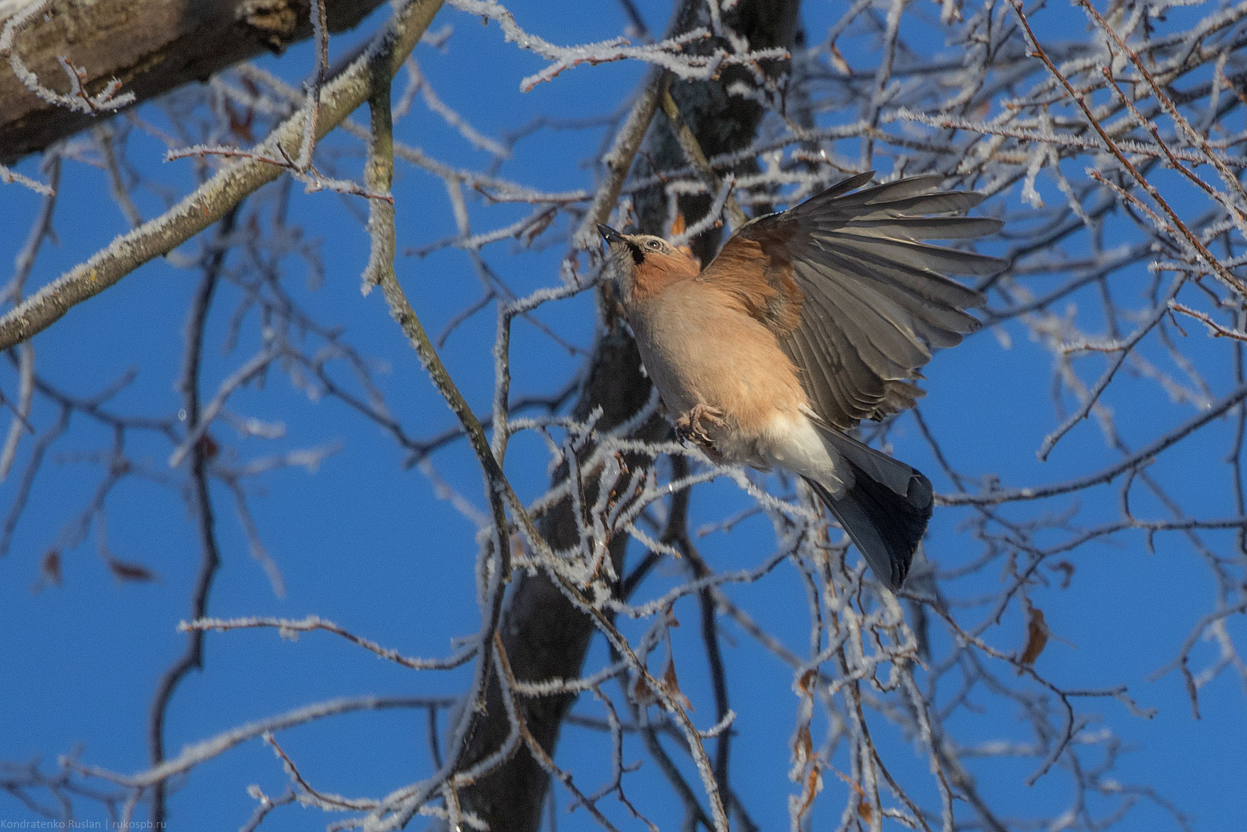 Сойка. Архитектурный и пейзажный фотограф Кондратенко Руслан, Санкт-Петербург