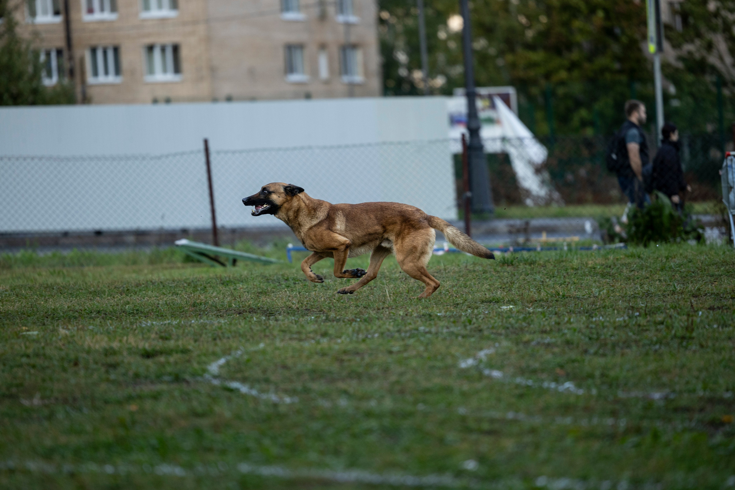 Испытания по Мондьорингу г. Пушкин. Фотограф-анималист Анна Маринич