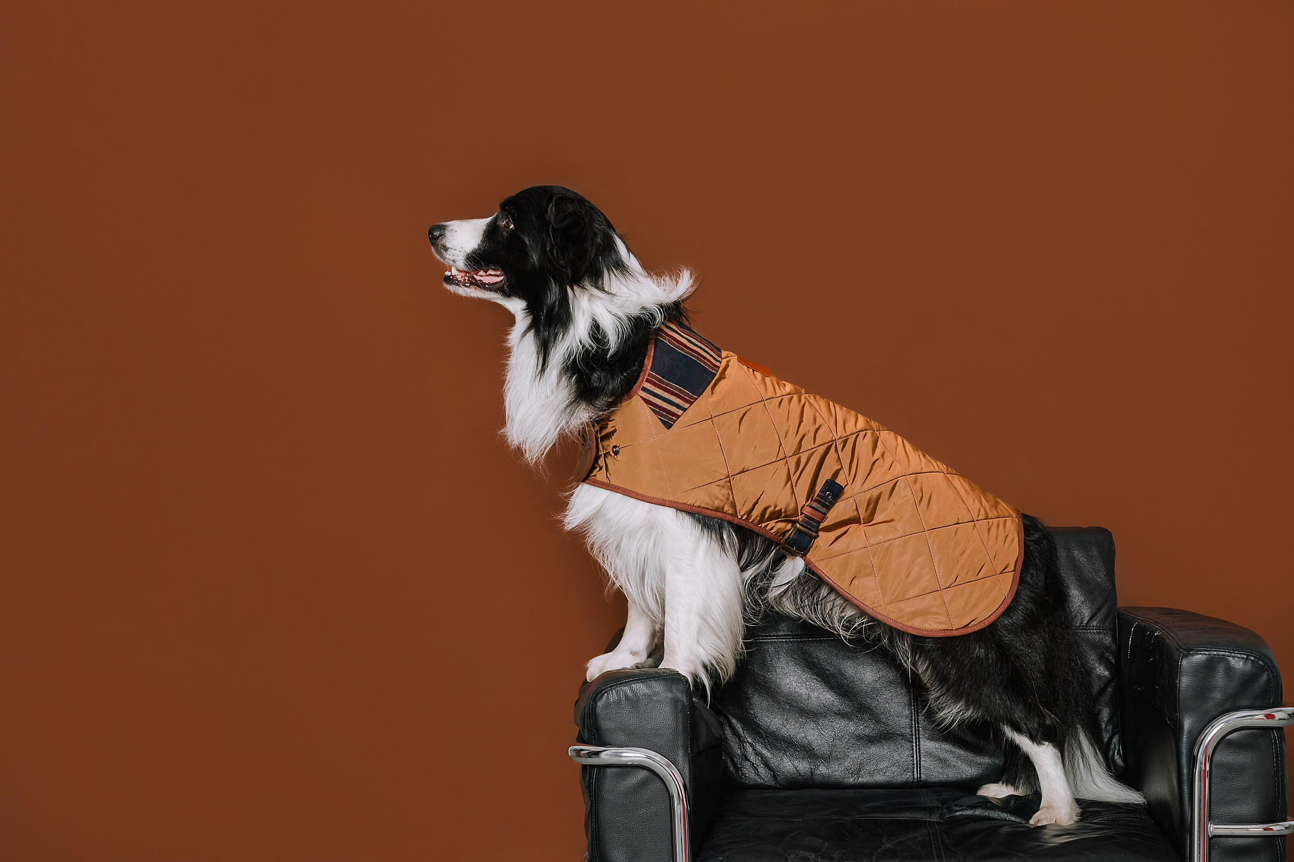 Съемка для бренда TEDDYBOY. Фотограф-анималист Татьяна Степанова