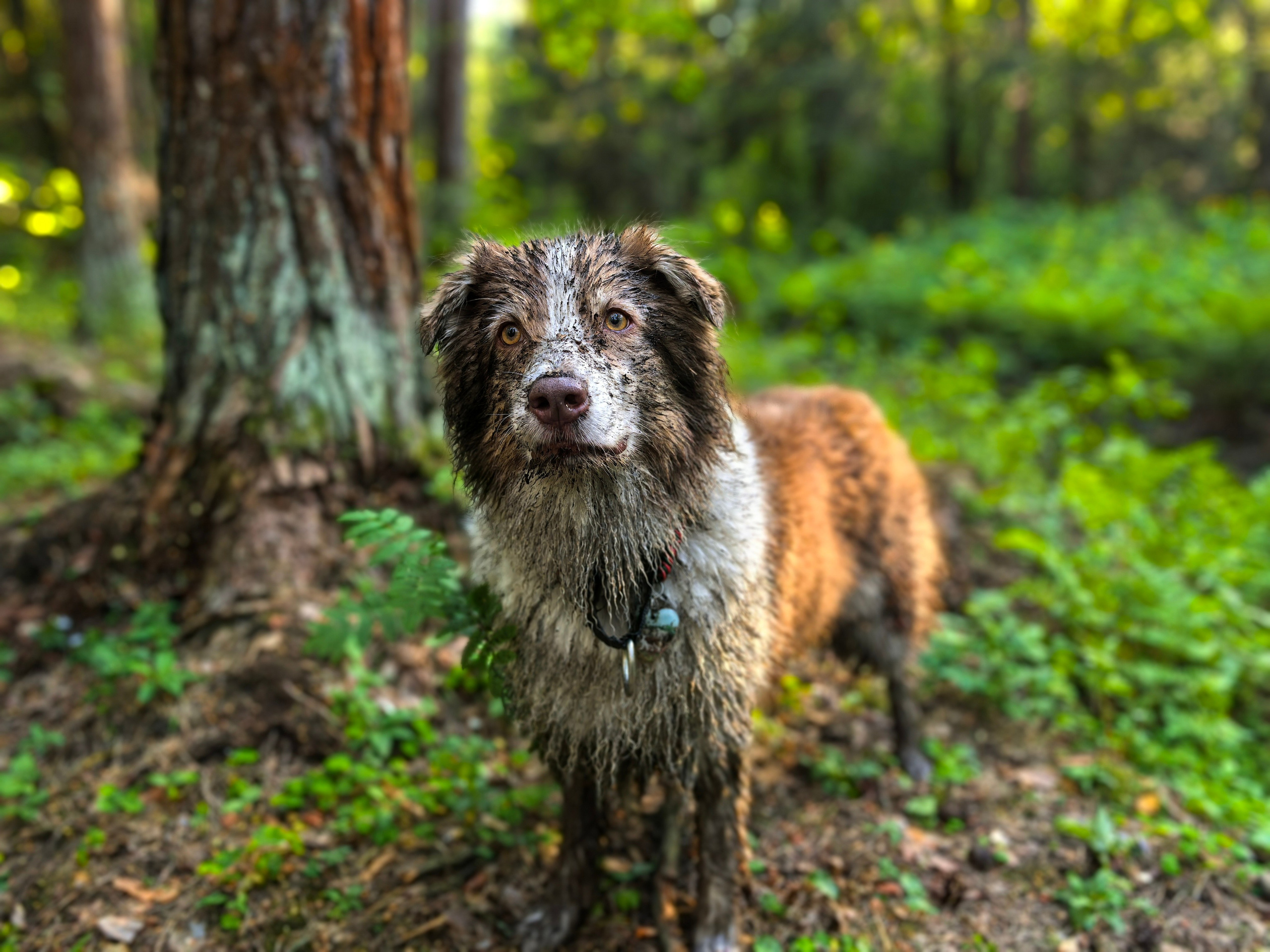 Ваши фотографии. Фотограф анималист Осипчикова Мария