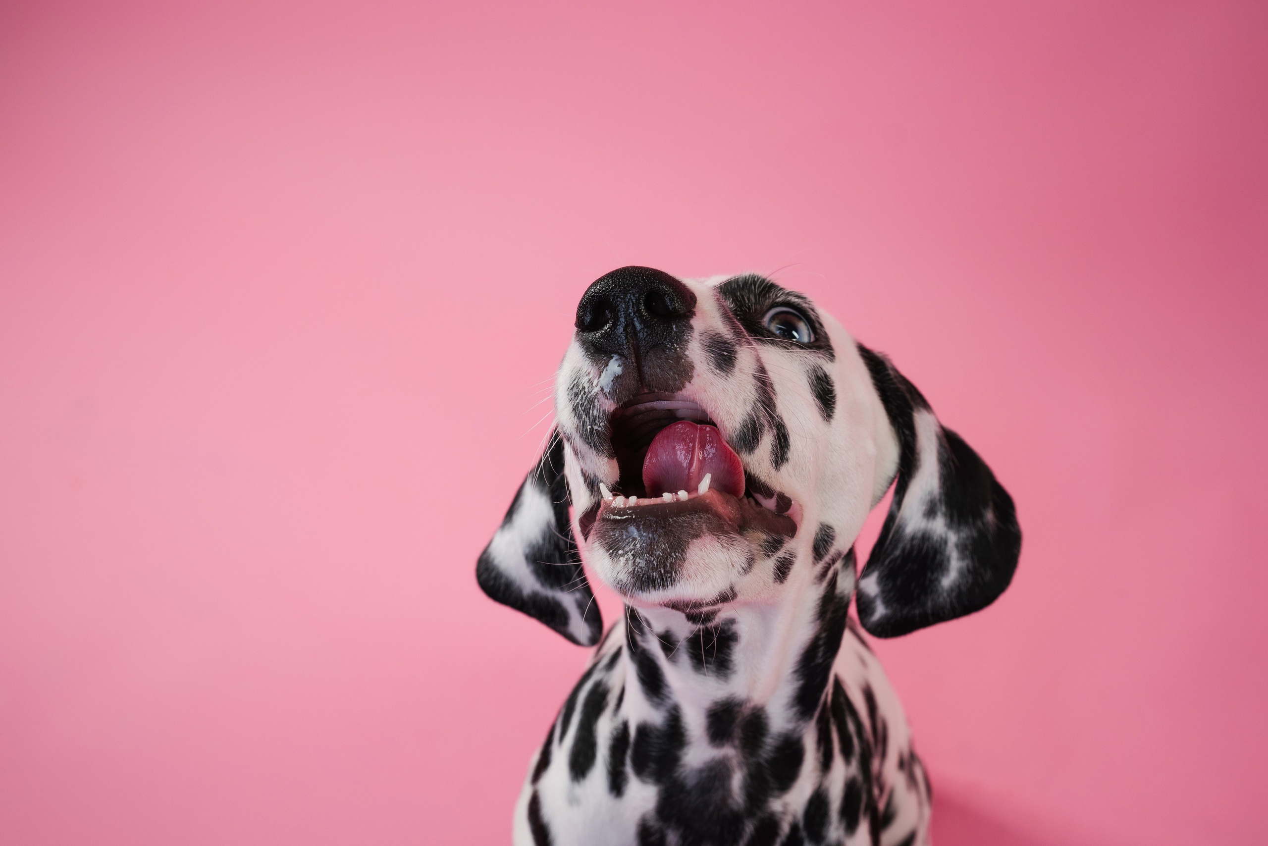 Далматин Одри. Фотограф анималист Осипчикова Мария