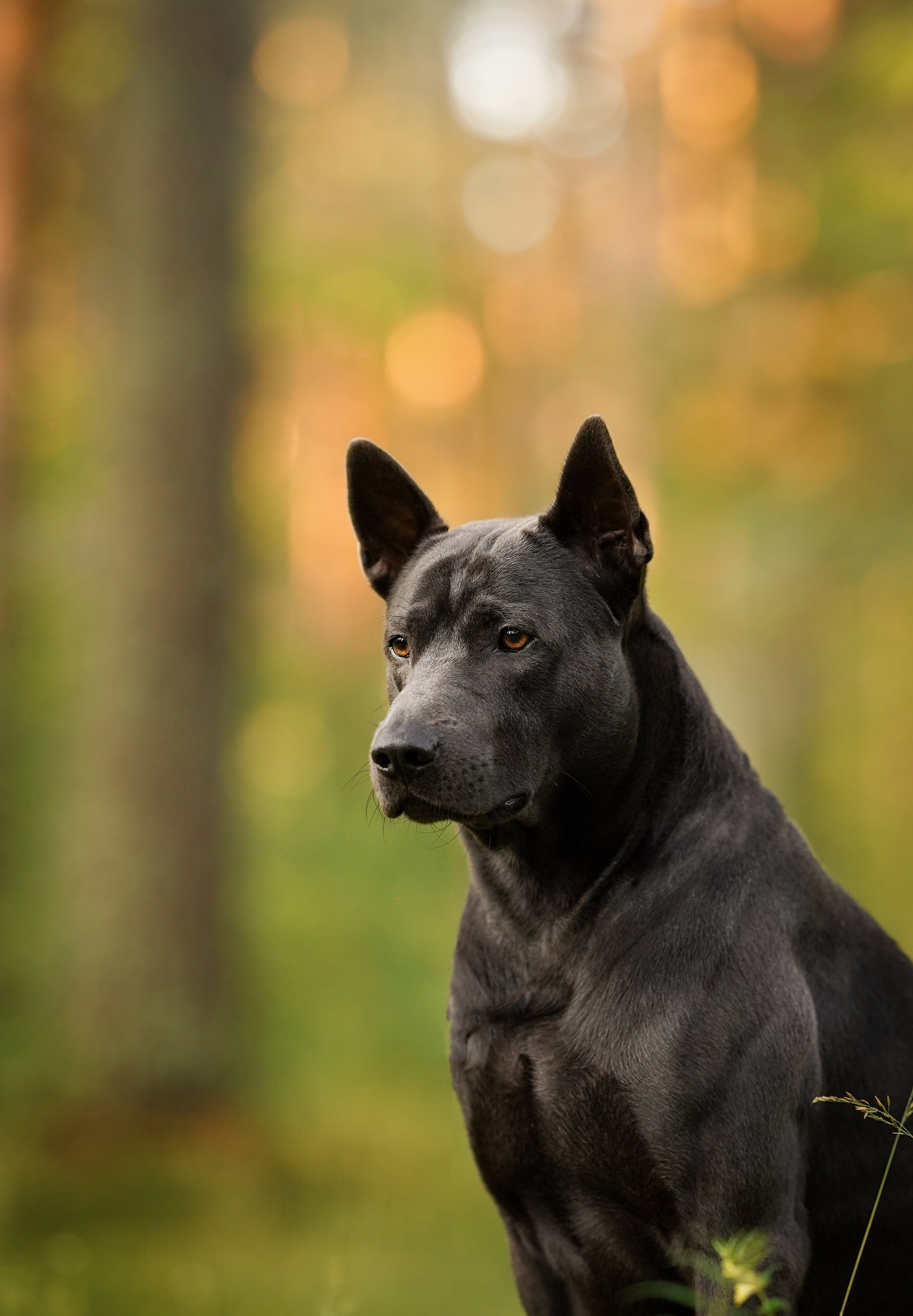 Вероника и Адам. Фотограф-анималист в Санкт-Петербурге Яна Мартынова