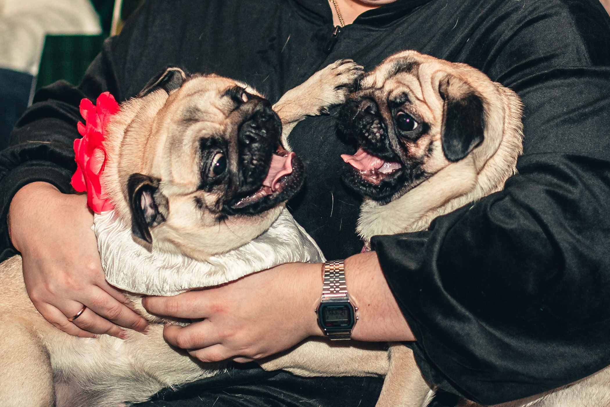 Мопсовстреча 02.12.2023. Фотограф-анималист Татьяна Степанова