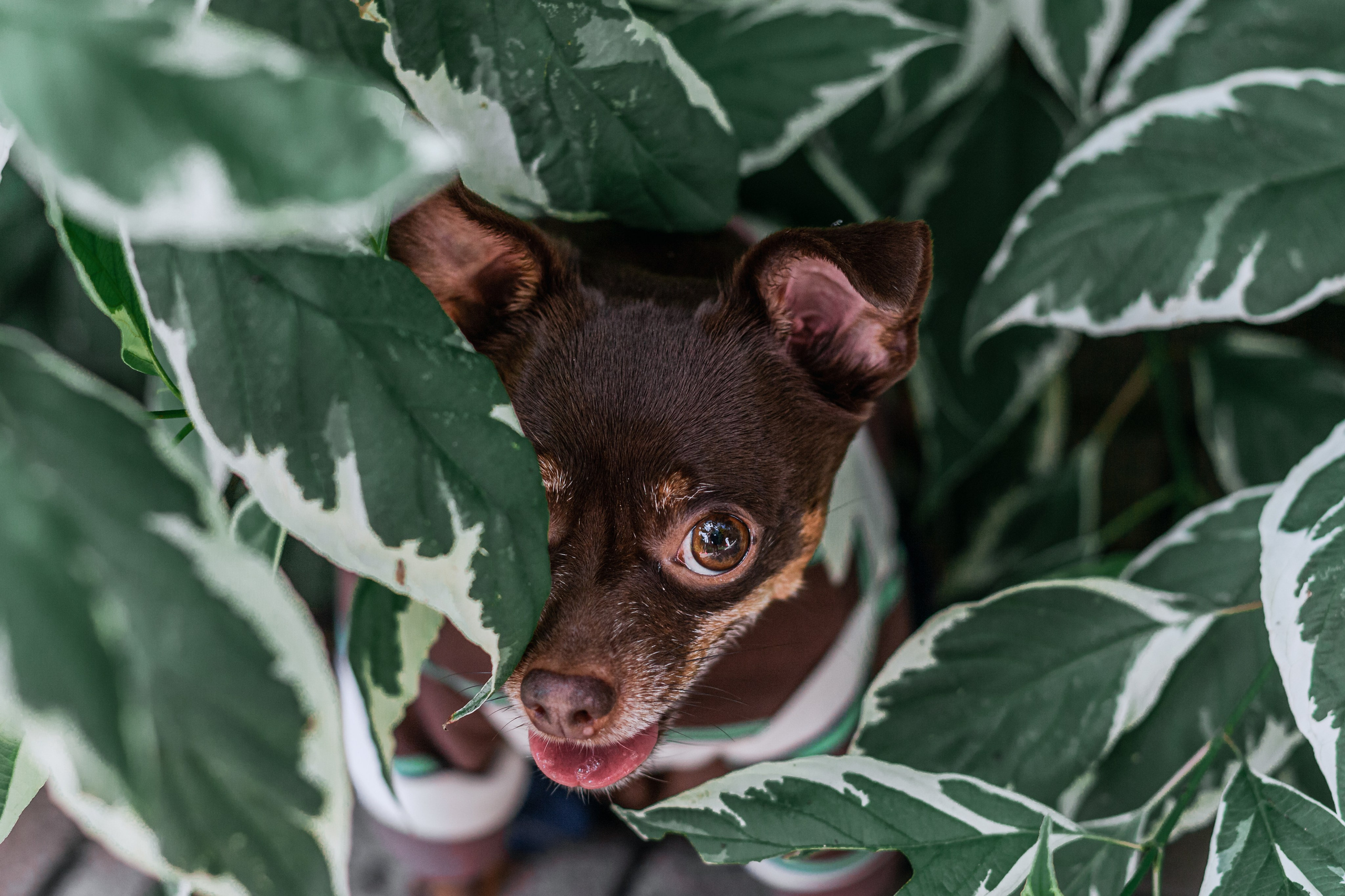 Фотограф-анималист Татьяна Степанова