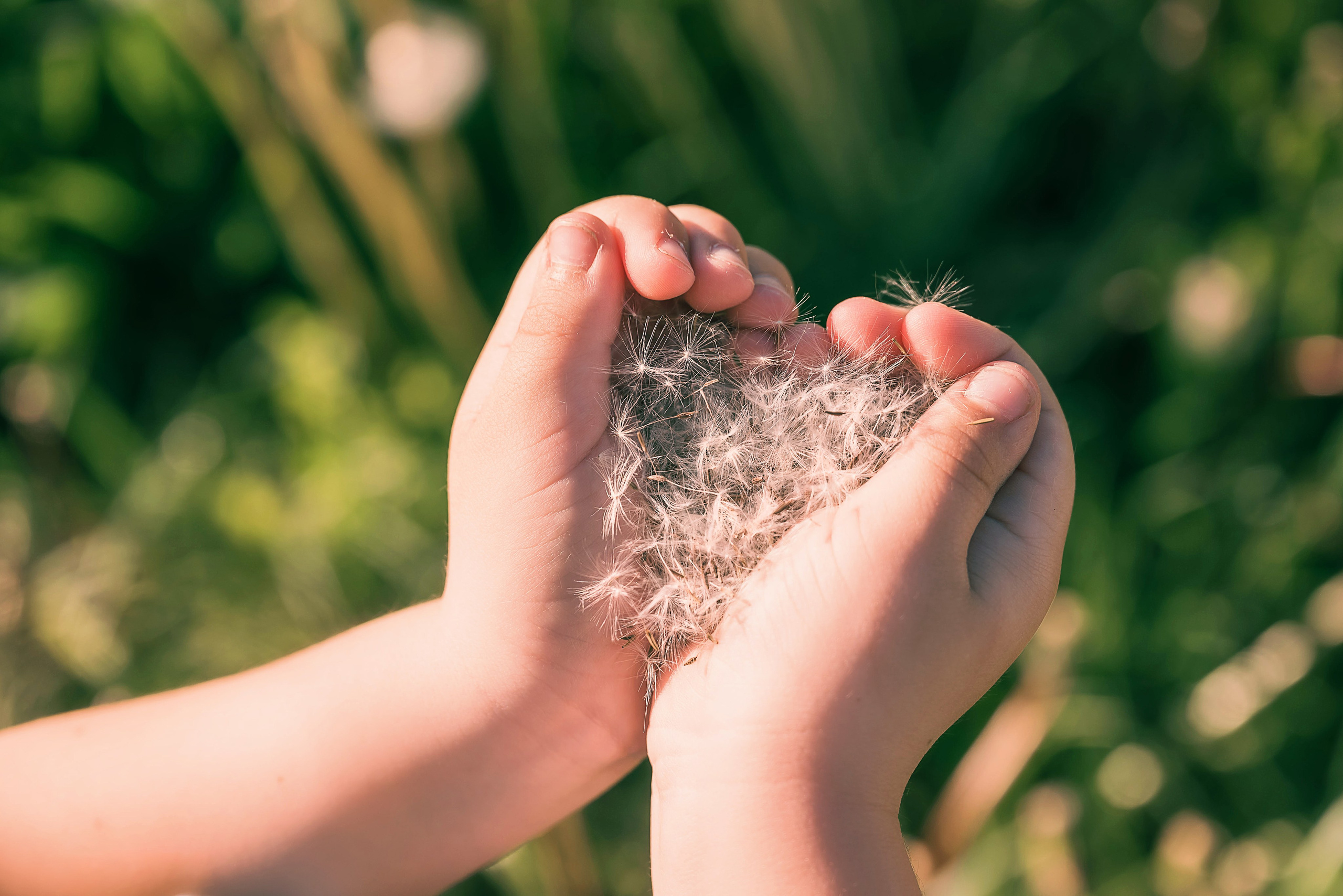 Одуванчики. Детский и семейный фотограф в Волоколамске Ирина Шарова