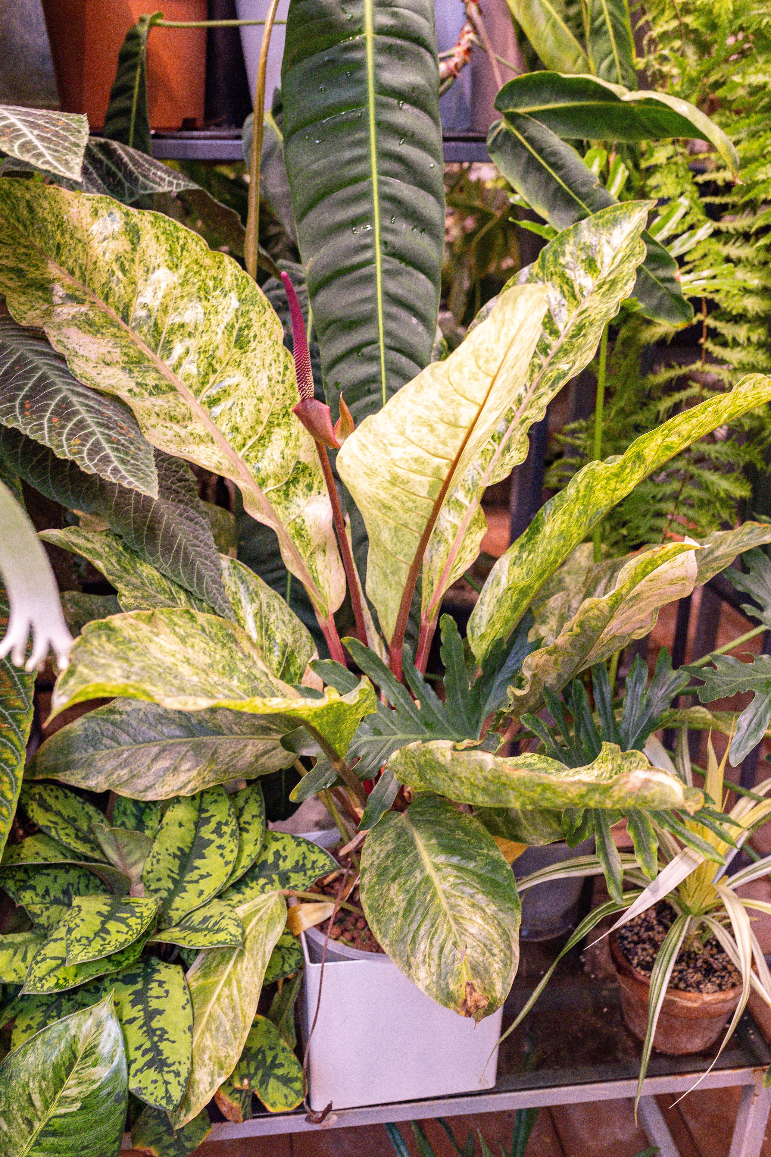 Green rare июнь 2025. Александра Куликова фотограф, Москва