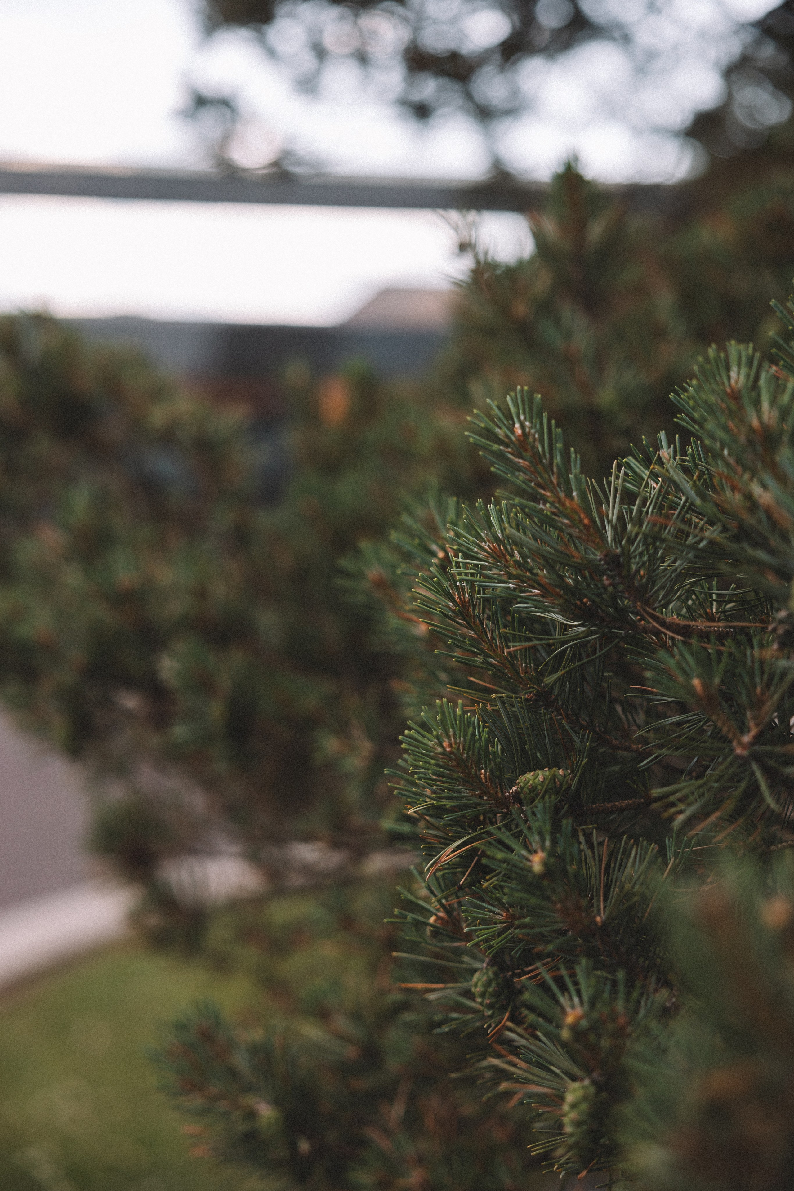 Свадебная фотосессия в Барвиха Luxury Village. Свадебный фотограф в Москве — Оскар Гелманов