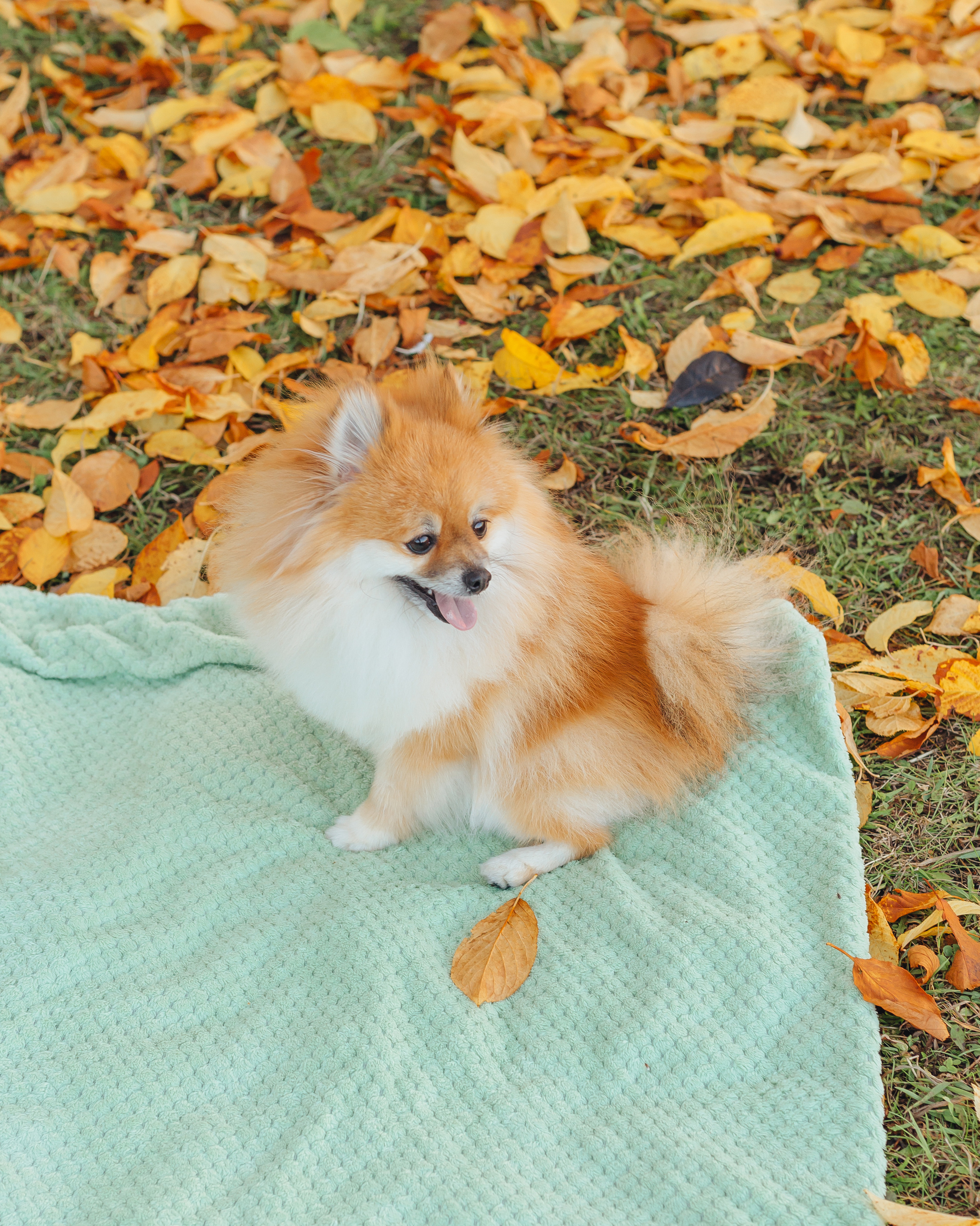 Прогулка в парке. В ожидании🤰. Фотограф Мария Новоселова. Сургут
