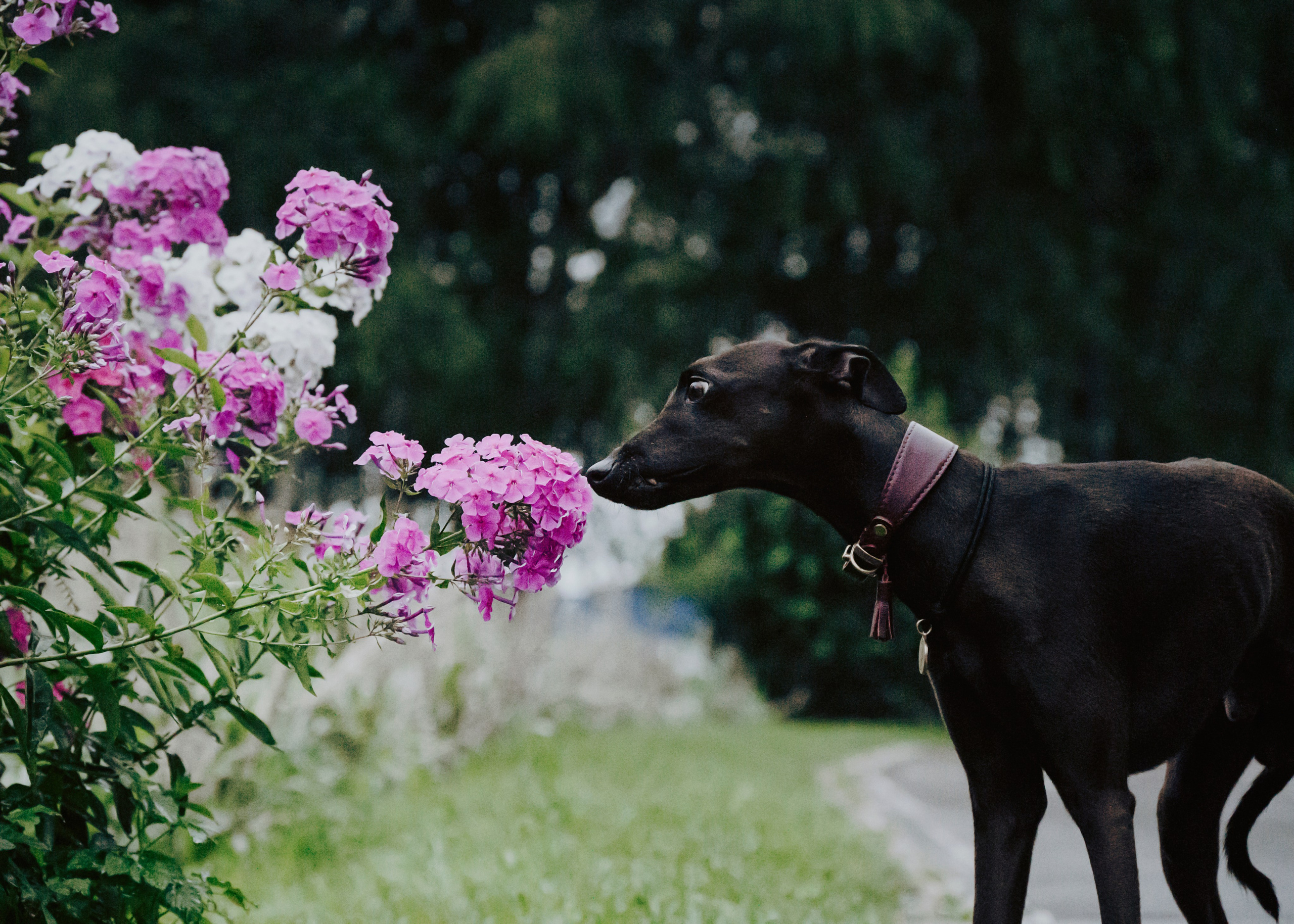 Дофи. Фотограф- анималист Александра Матвеева