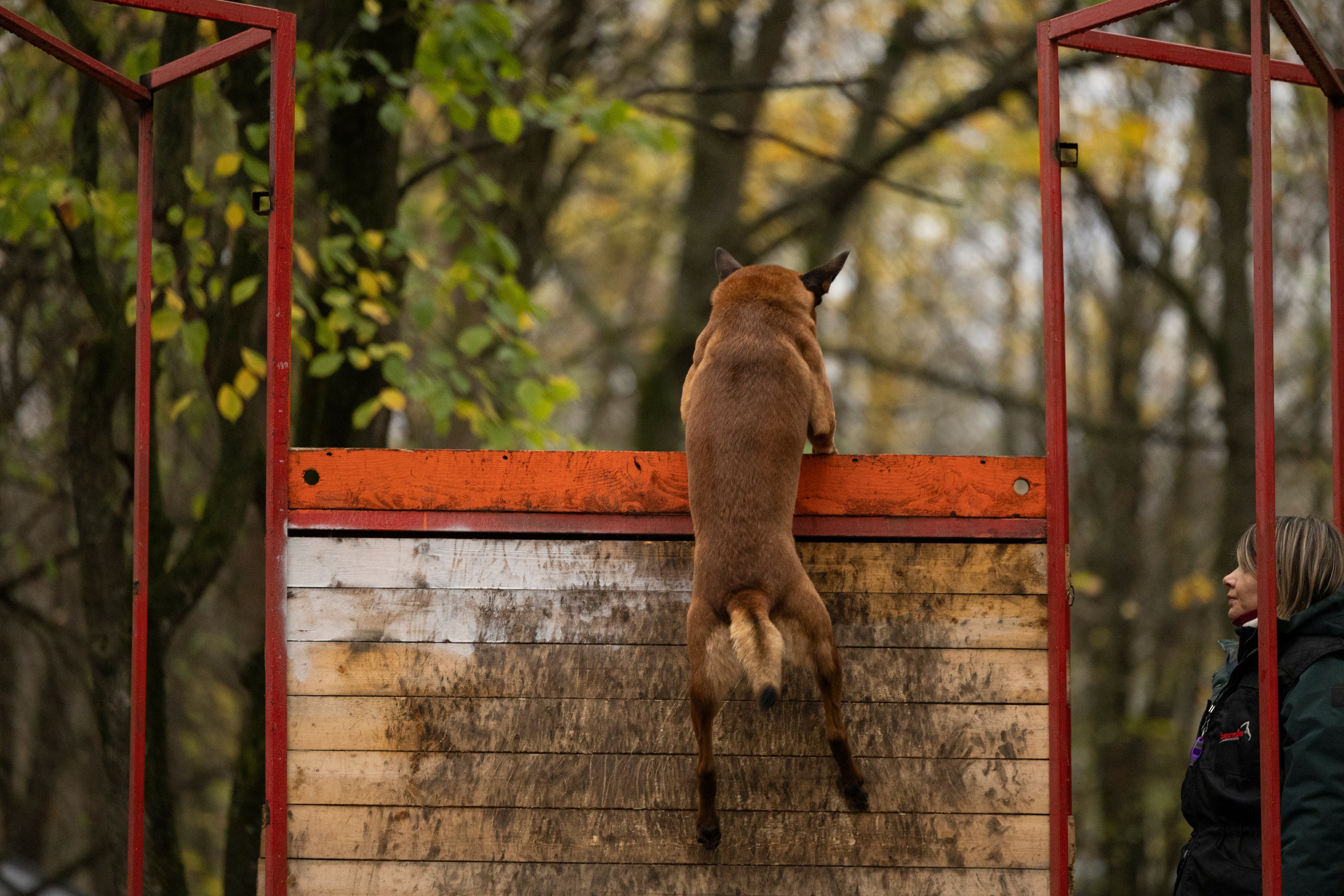 Соревнования по Мондьорингу г. Вологда. Фотограф-анималист Анна Маринич