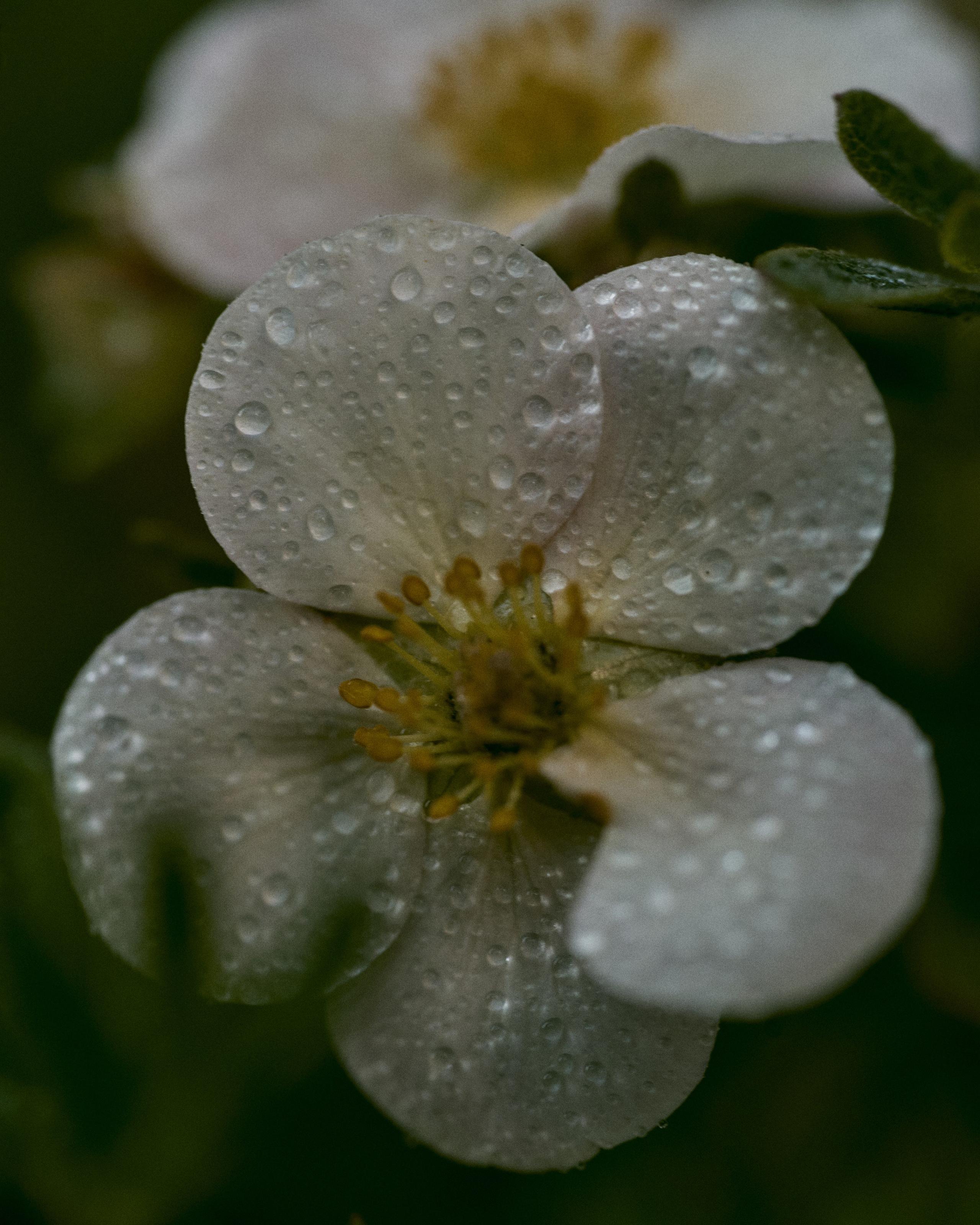 CORNUS. Фотограф Москва Сергей Громов
