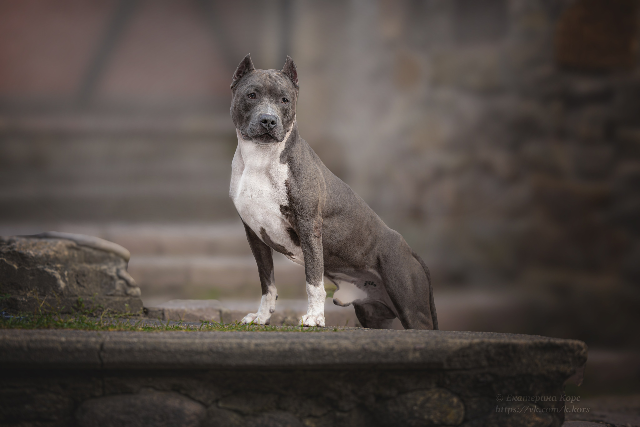 Прогулки. Главная