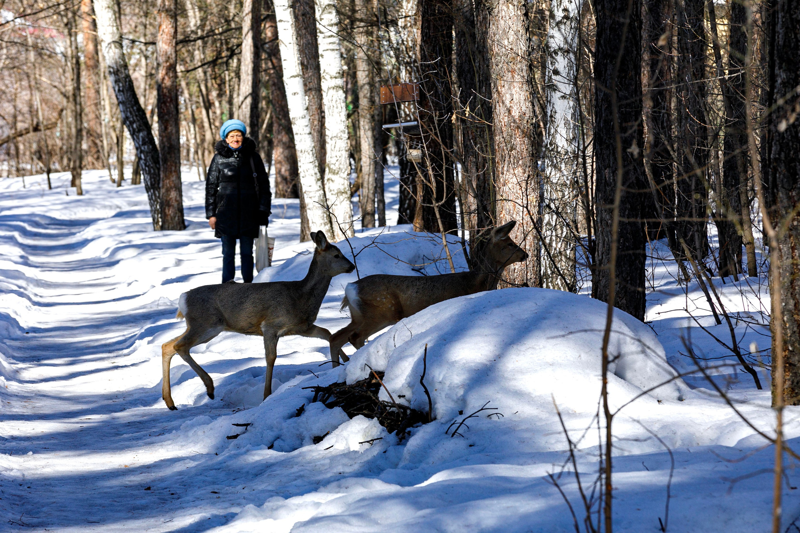 Косули. Фотограф Андрей Гузеев
