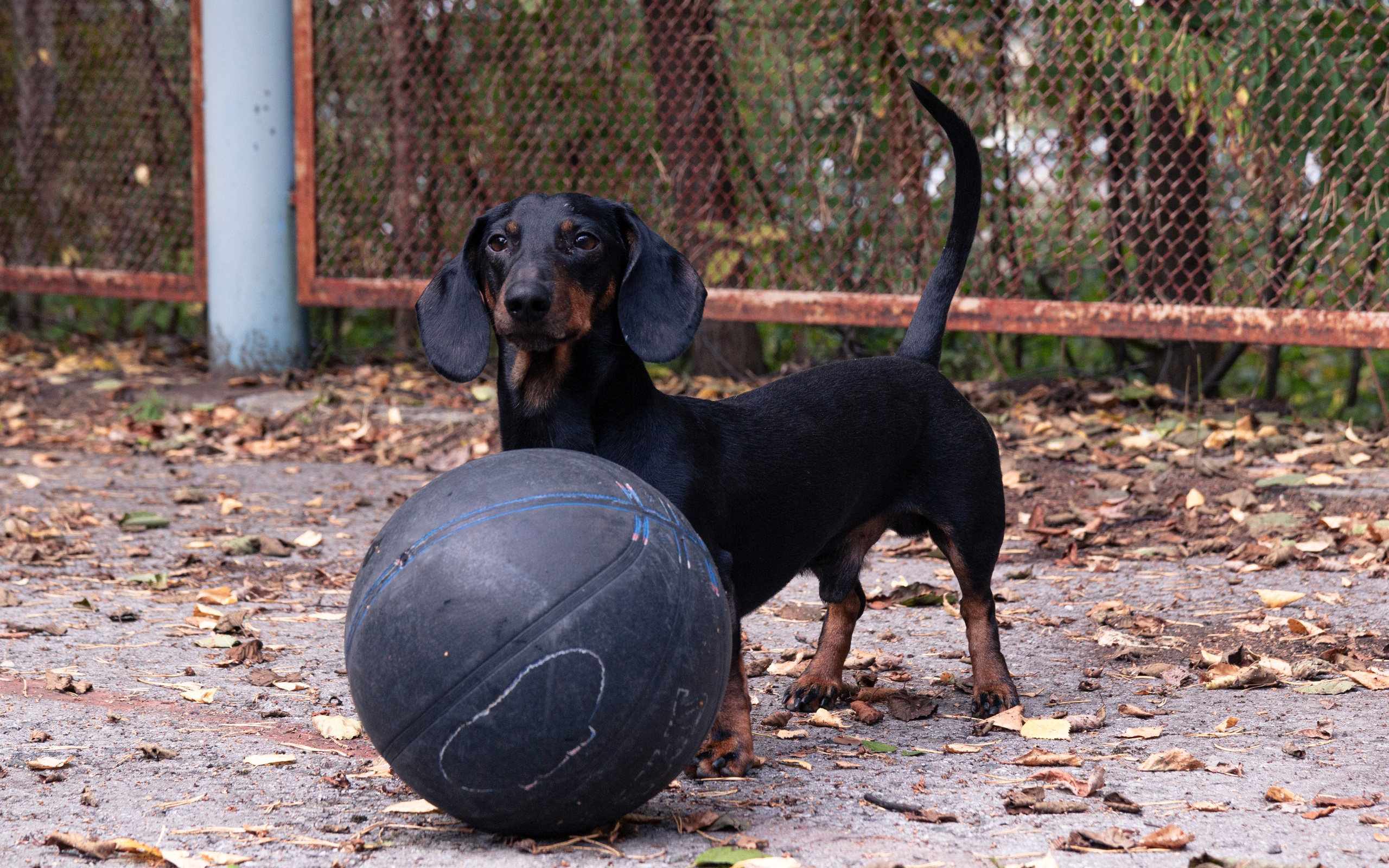 Фотосъёмка животных. Предметный и репортажный фотограф Алексей Кротов