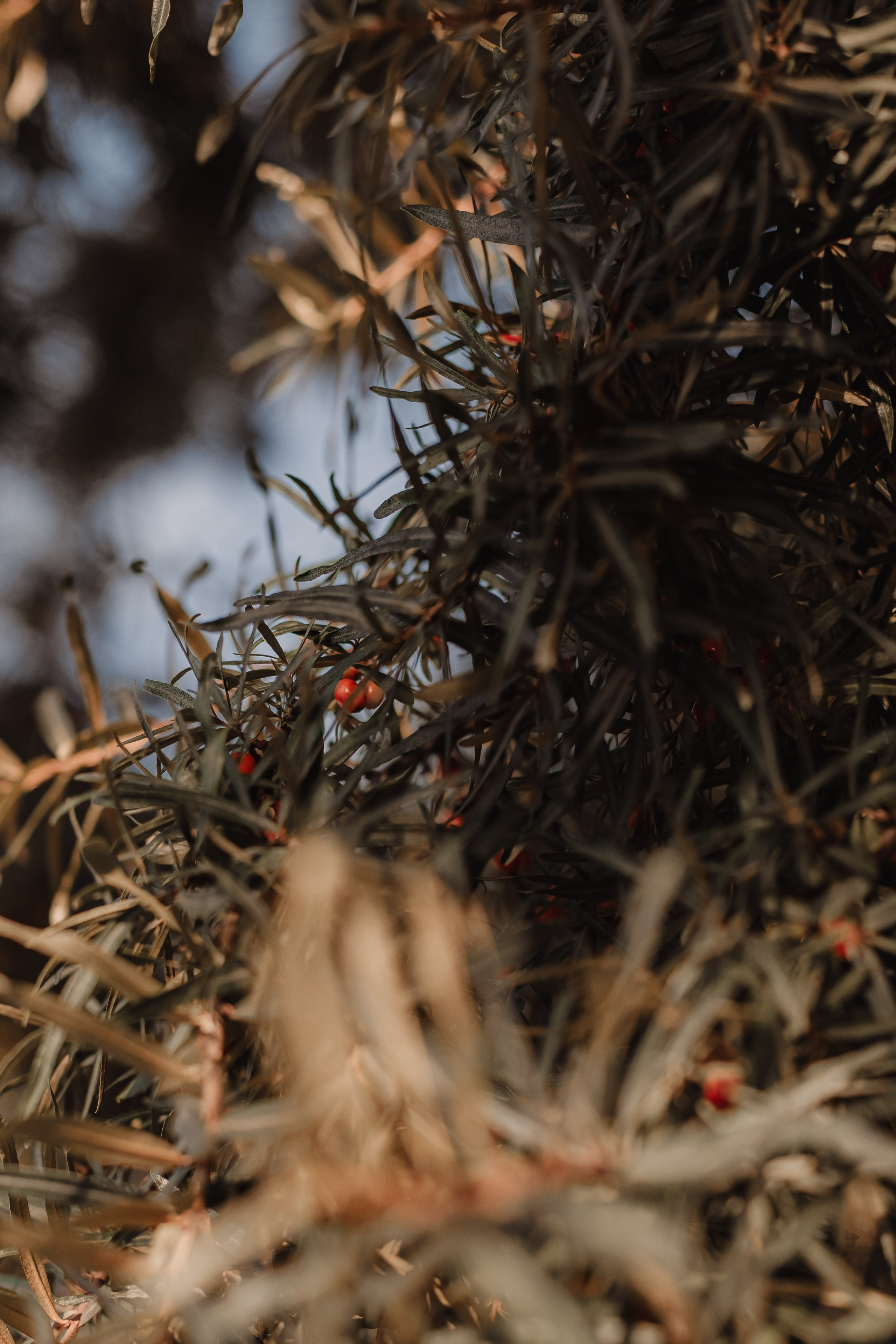 Happiness is family. Мариам Багдасарян
