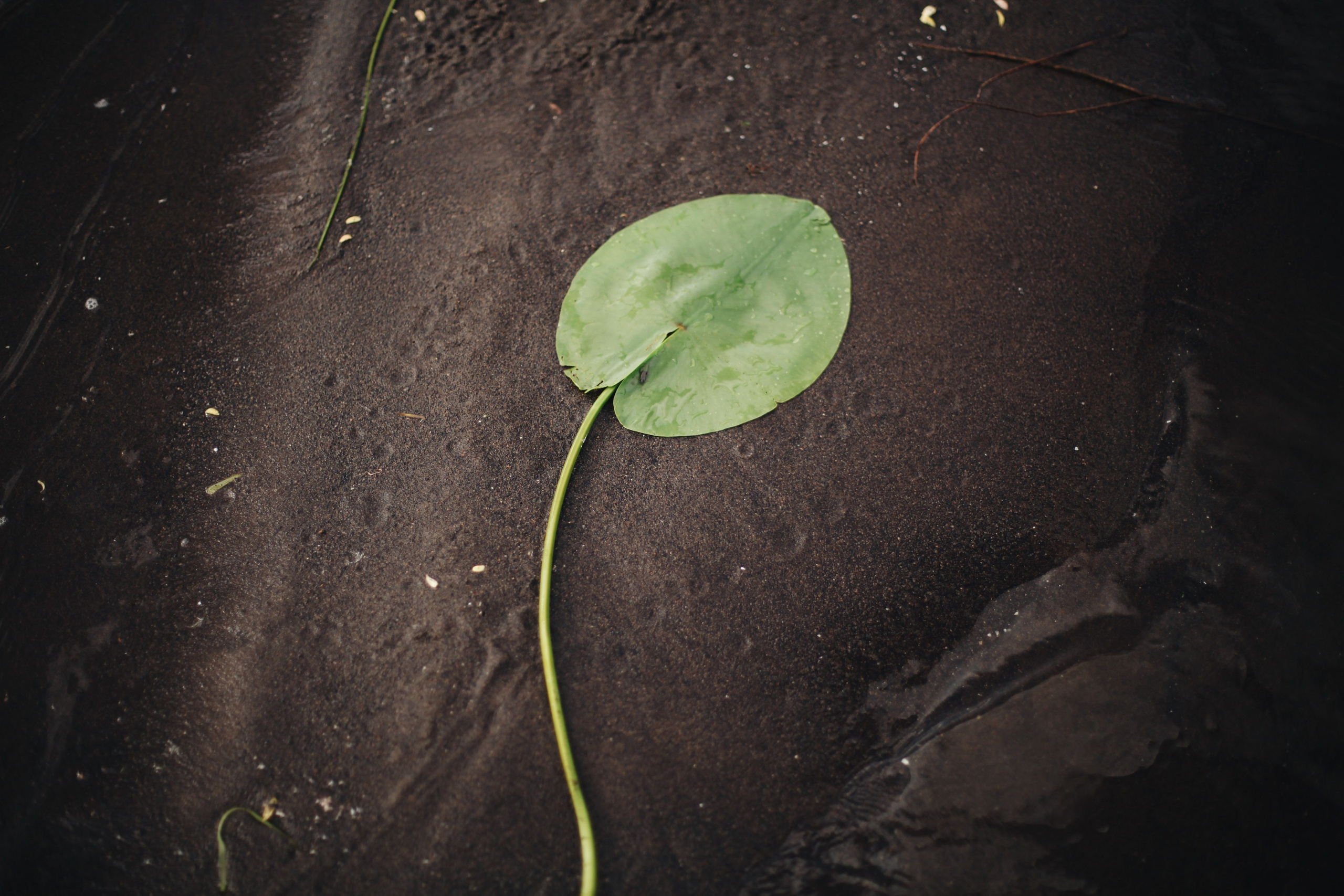 Река МИРА. Ксения Плотникова