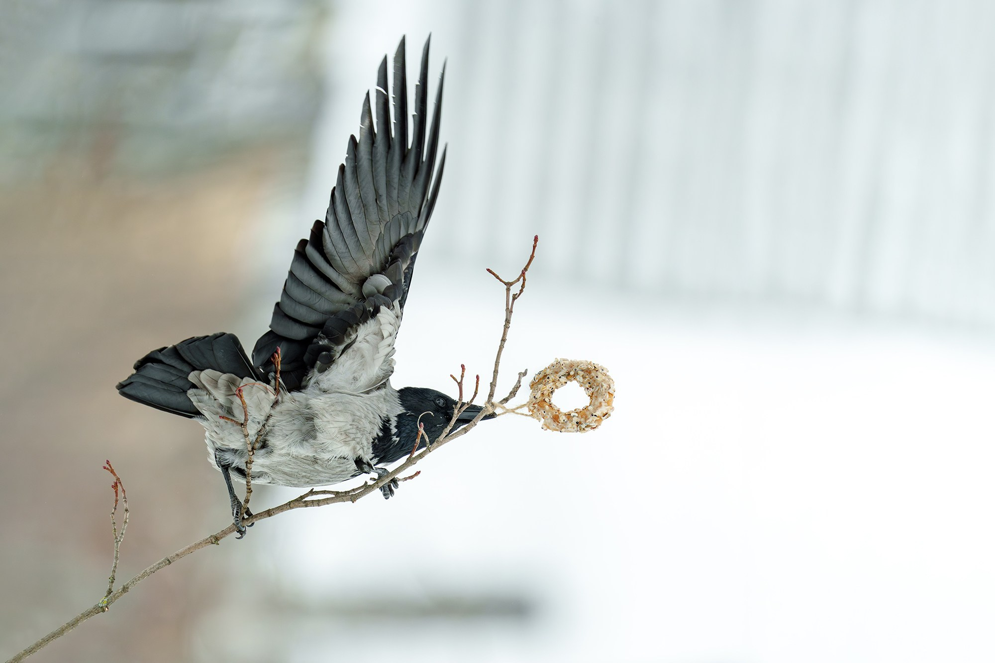 Удивительные мир птиц. Вокруг нас столько прекрасного — присмотритесь!. Ваш личный фотограф Марина Волкова