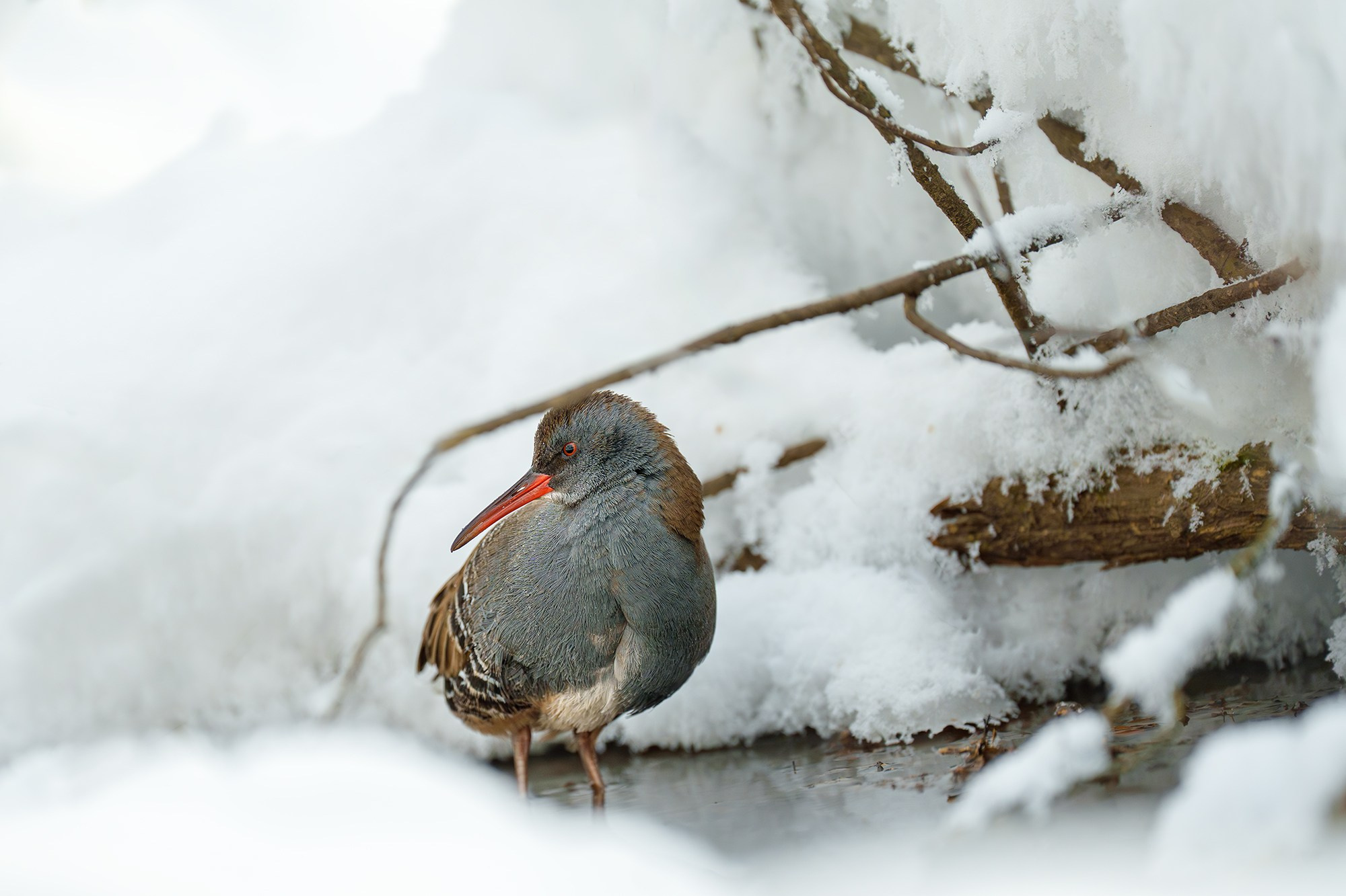 Удивительные мир птиц. Вокруг нас столько прекрасного — присмотритесь!. Ваш личный фотограф Марина Волкова