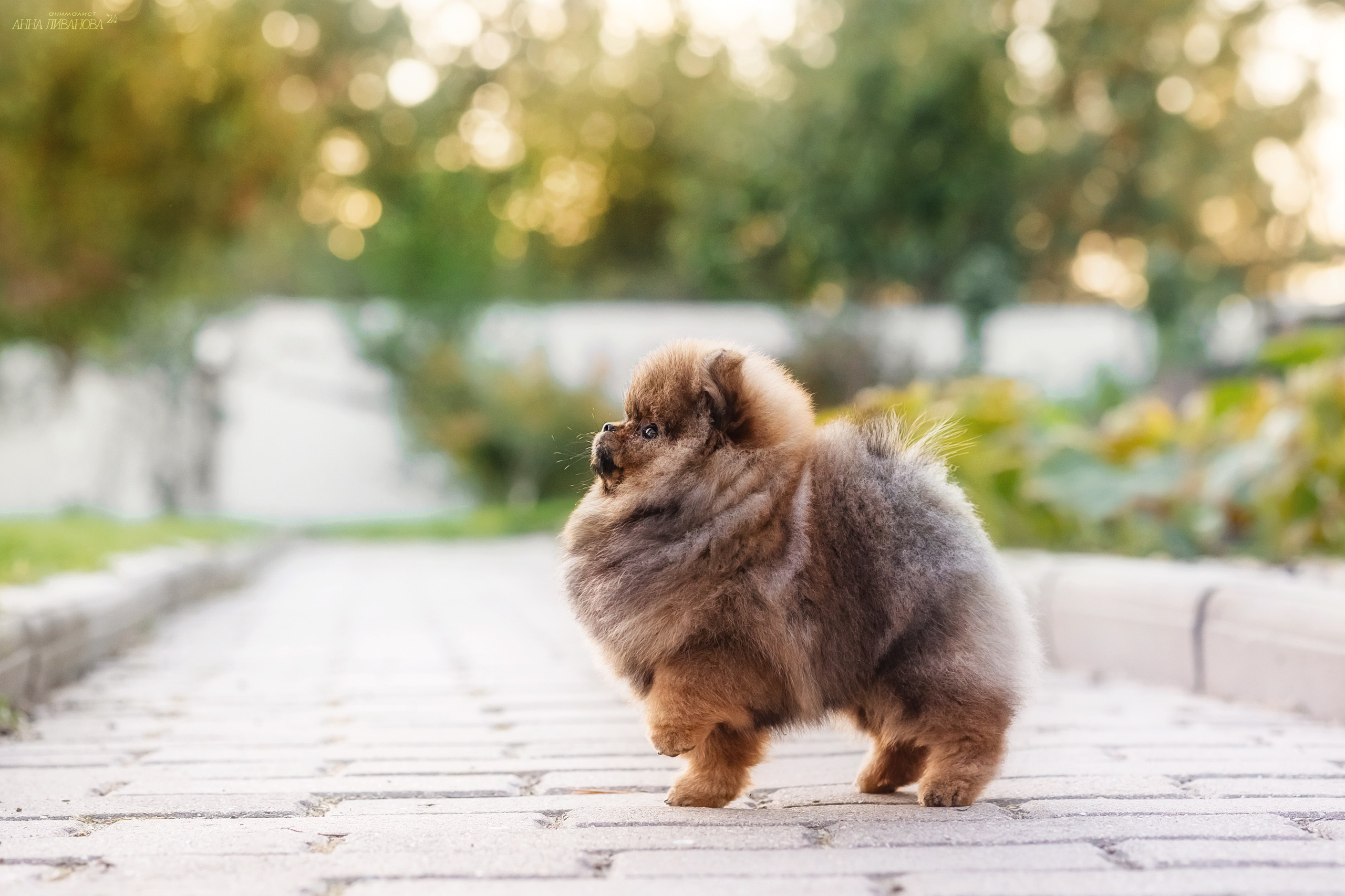 Шпицулики. Фотограф анималист Аня Ливанова | Рыбинск