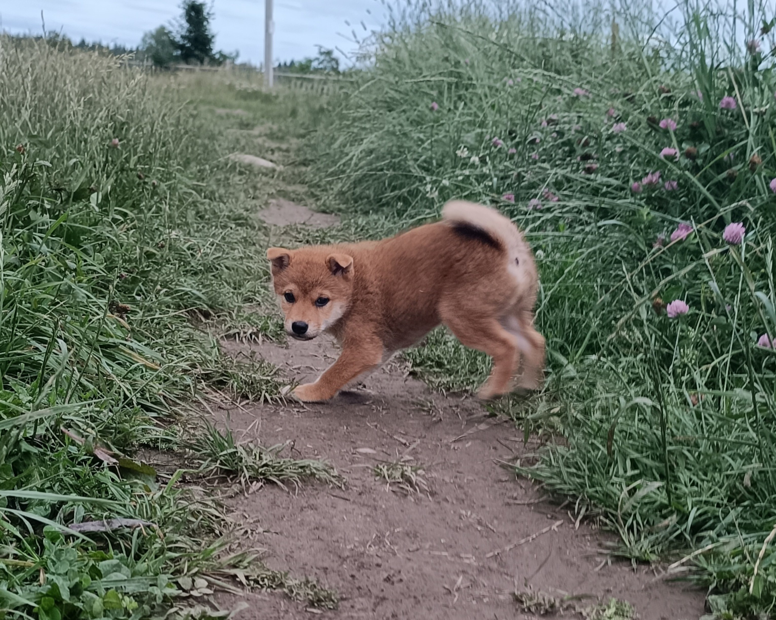 сиба питомник Рубилайт щенки на продажу rubylight  сиба щенки купить СПб Санкт-Петербург 