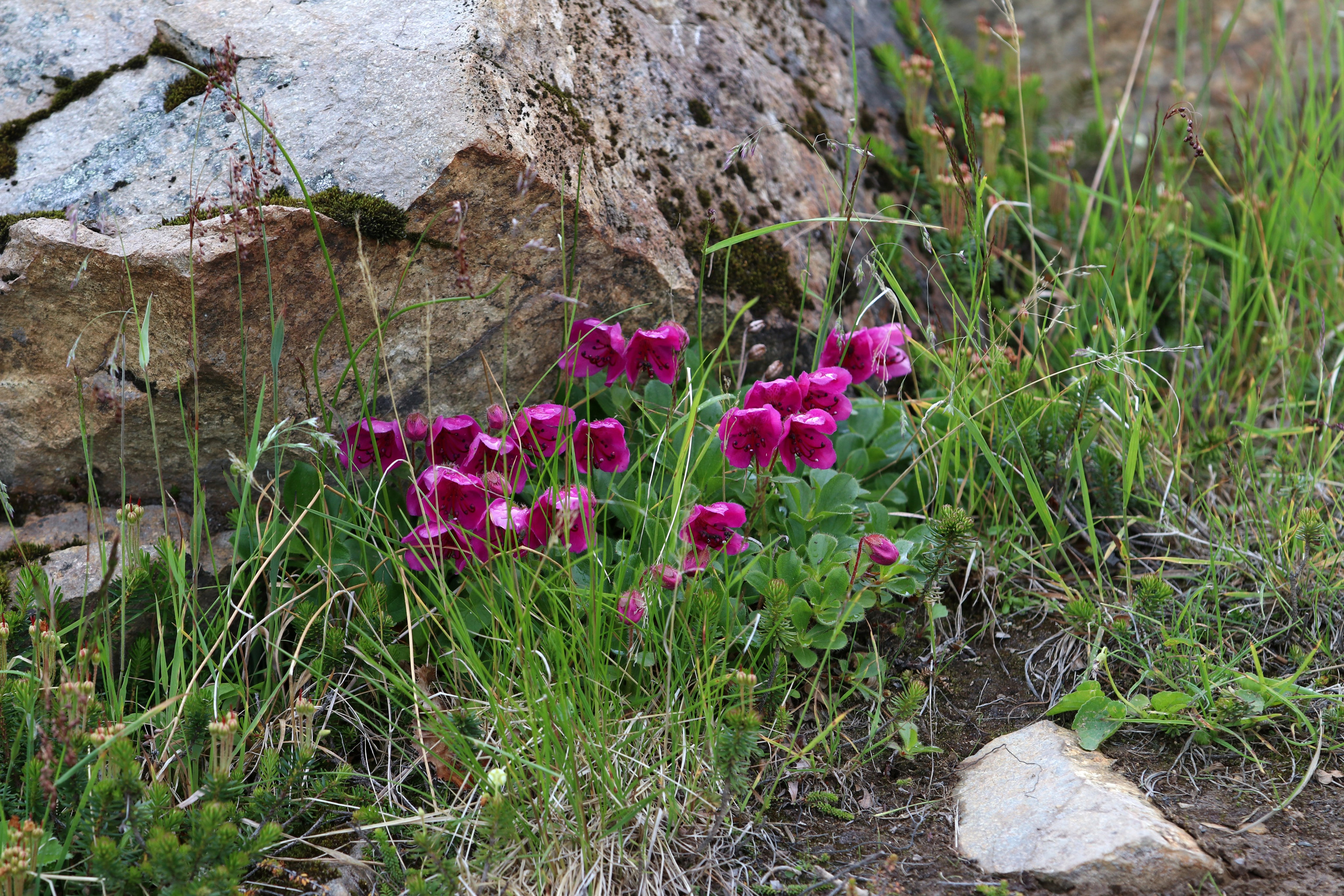 Камчатка и о. Парамушир. Июль 2024. Путешественник-фотограф из Санкт-Петербурга Татьяна Свистулина