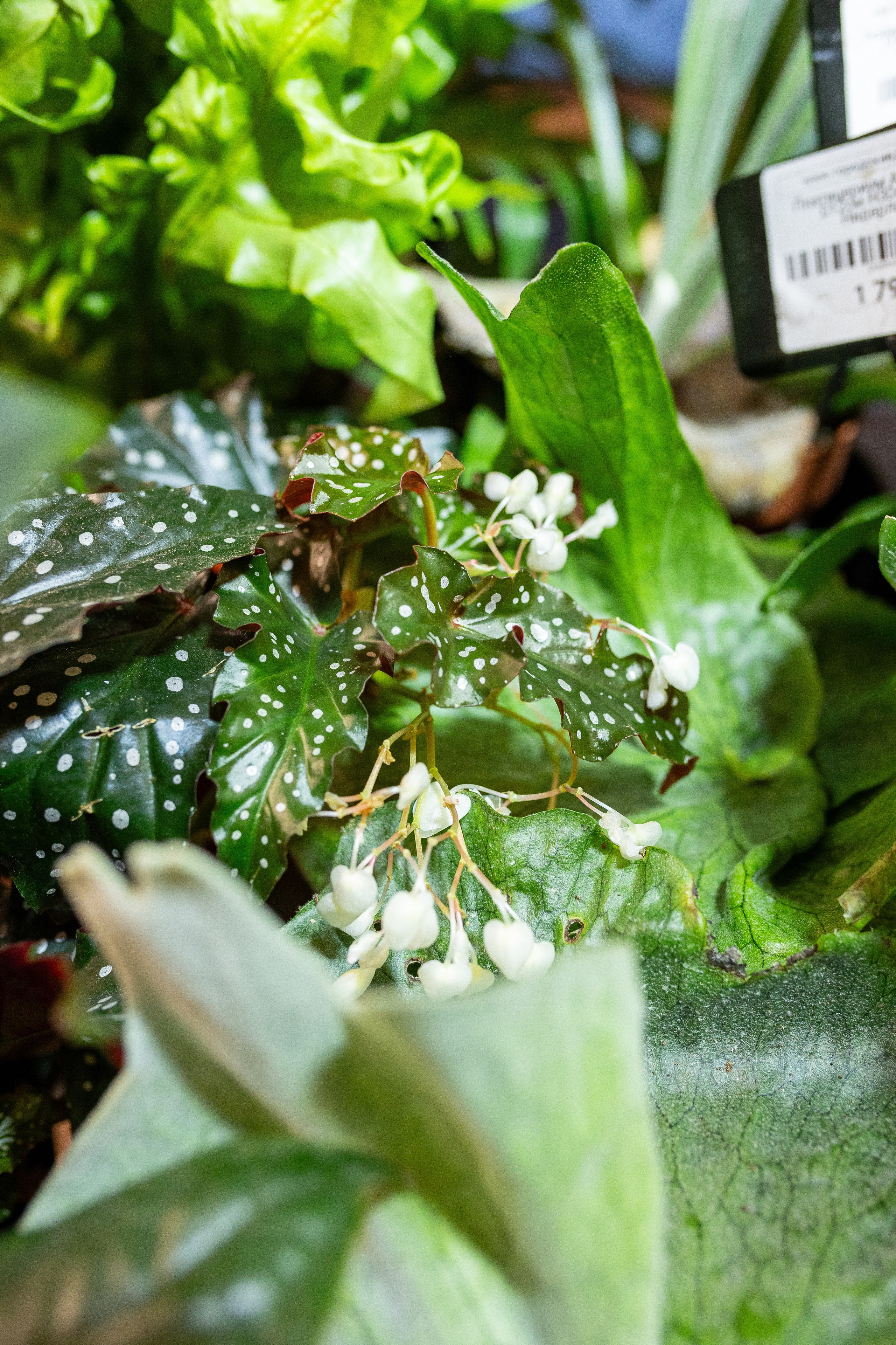 Growbox декабрь 2025. Александра Куликова фотограф, Москва