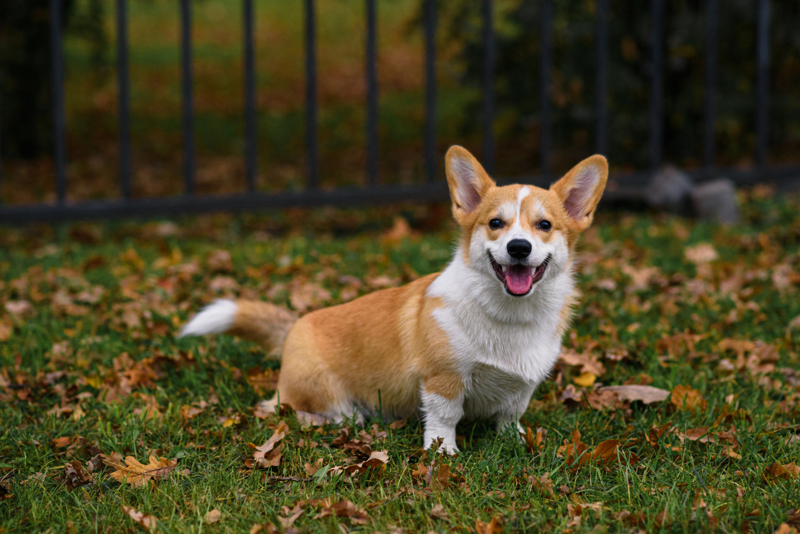 Осень в Питере. Фотограф в Санкт-Петербурге Юлия Стехова