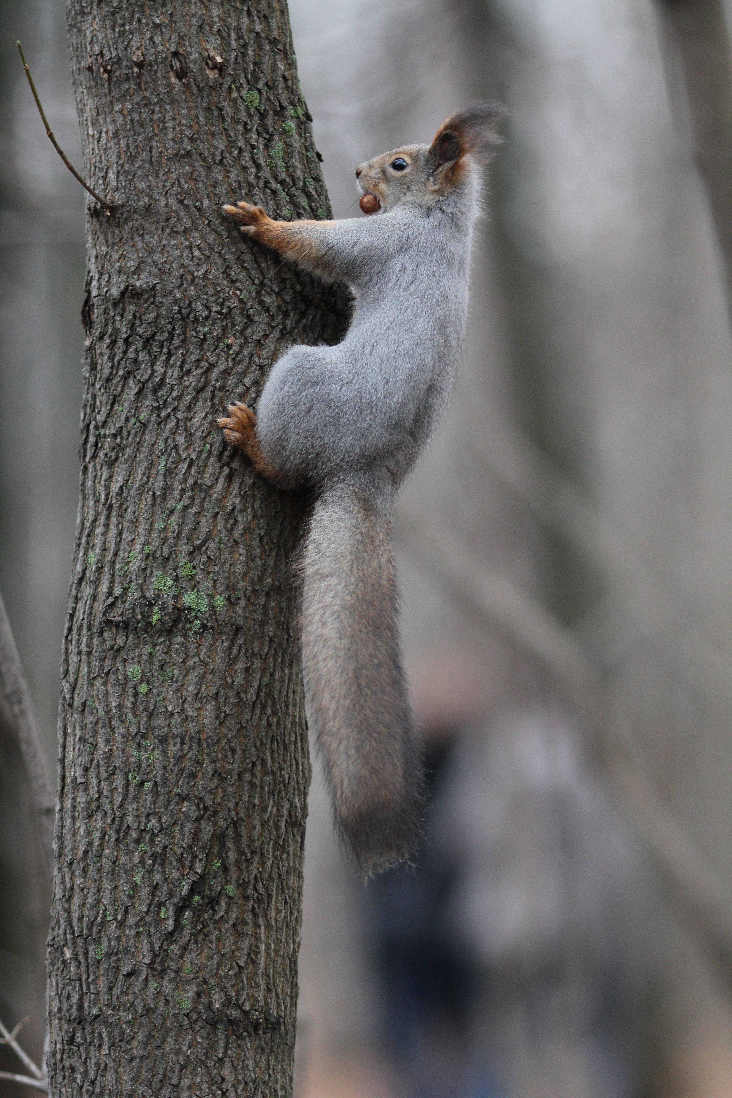 Чудесная природа. Школьные выпускные альбомы в Москве Марина Николаева