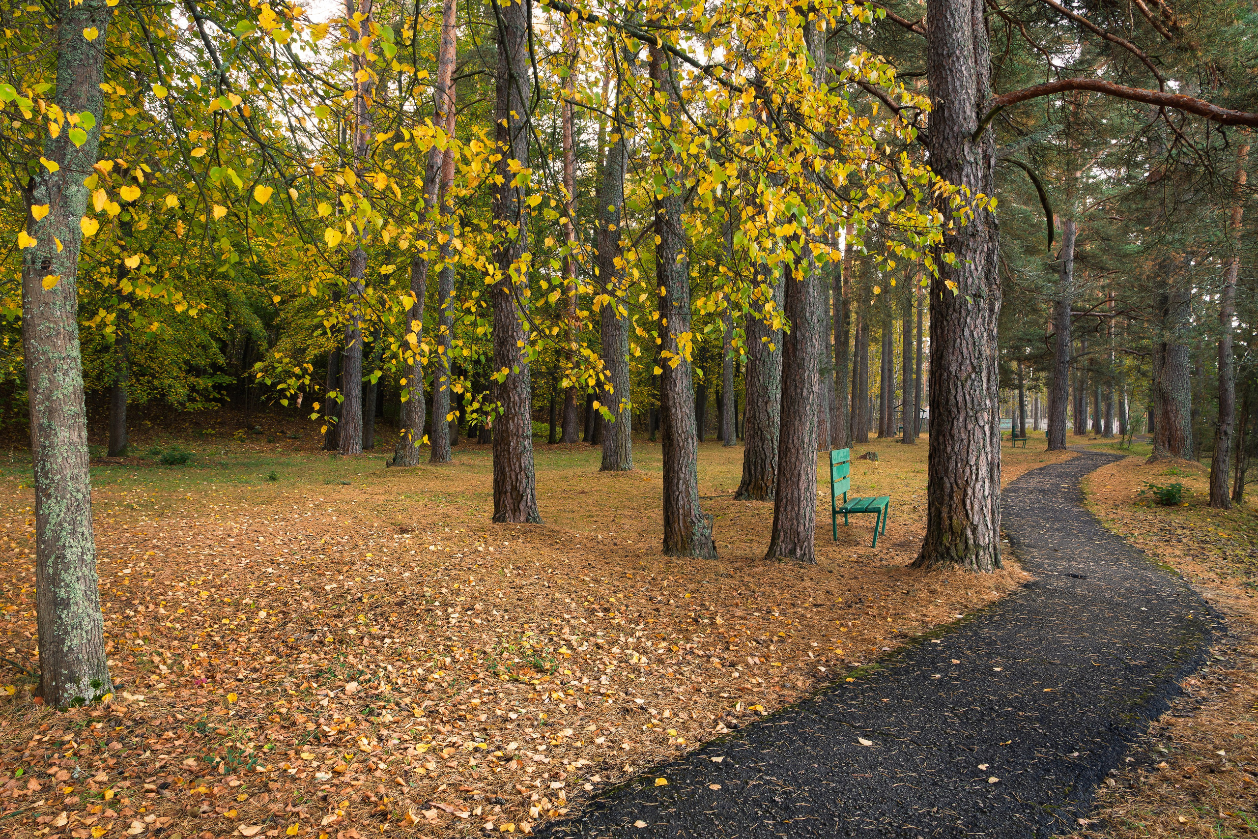Голубые озера, Псковская область. Октябрь 2024. Фотограф Никифоров-Гордеев Сергей. Москва и МО