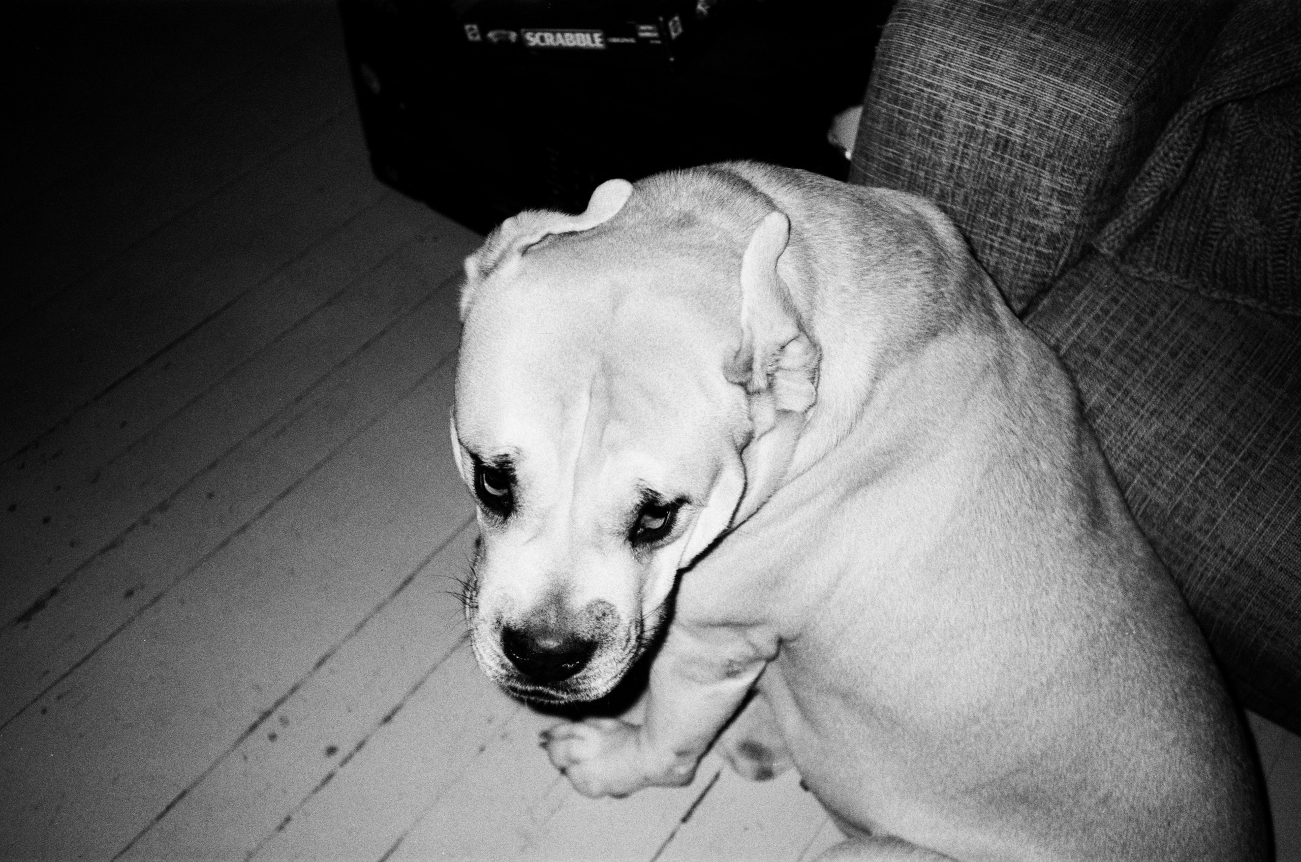 Автор: Степан Завизион