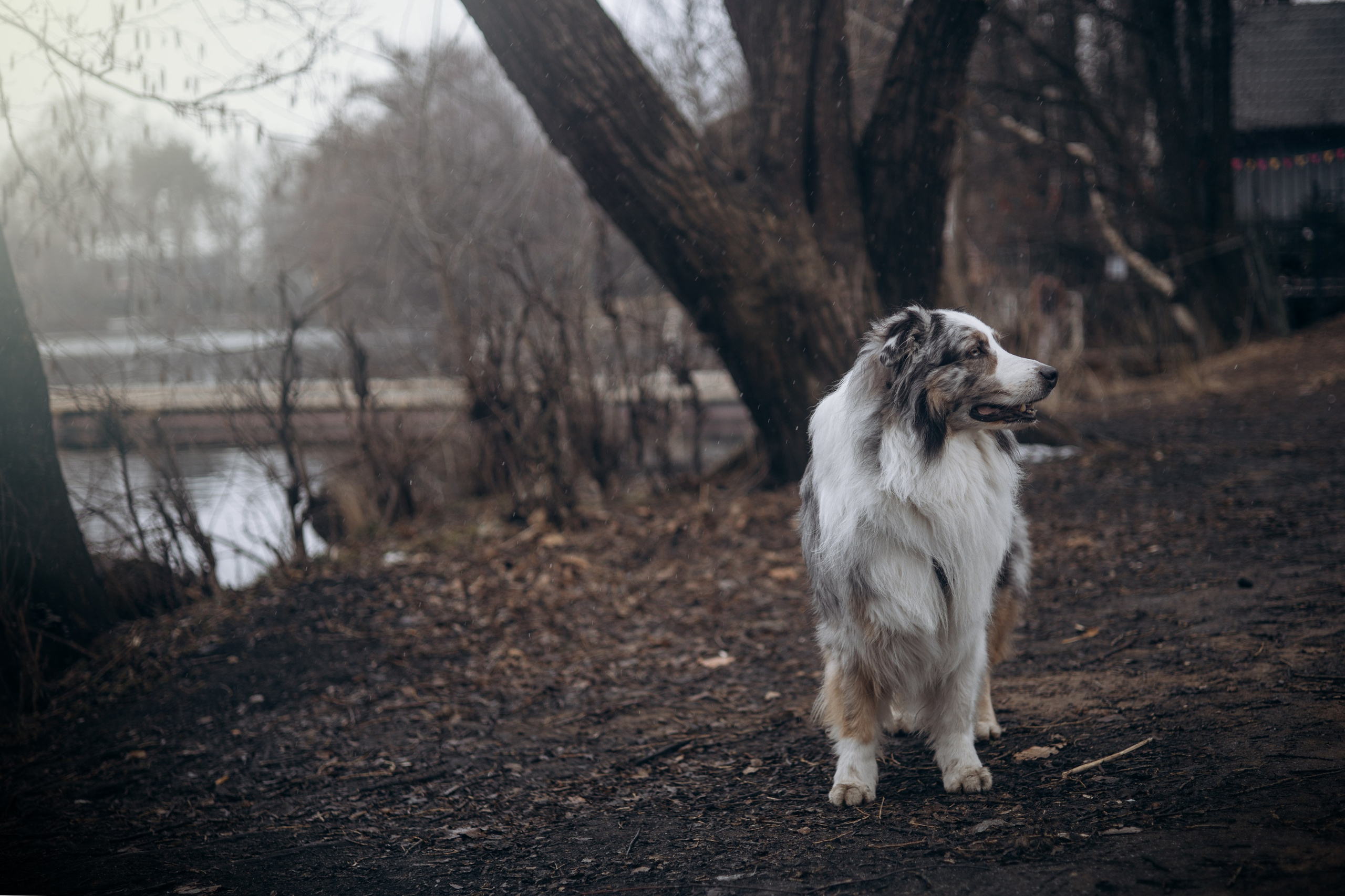 Мария и Локи. Фотограф животных Евгения Верцинская