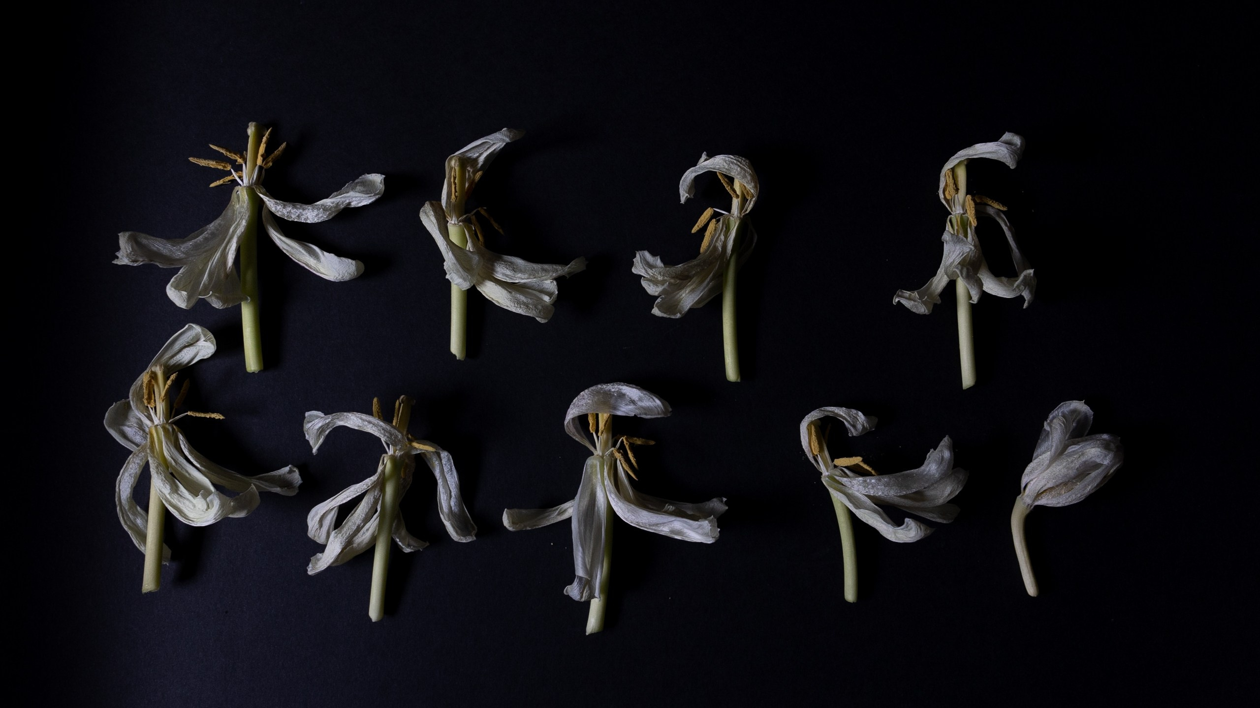 Art prints. Фотограф алина стерхова, алина стерхова фотограф, фотограф москва