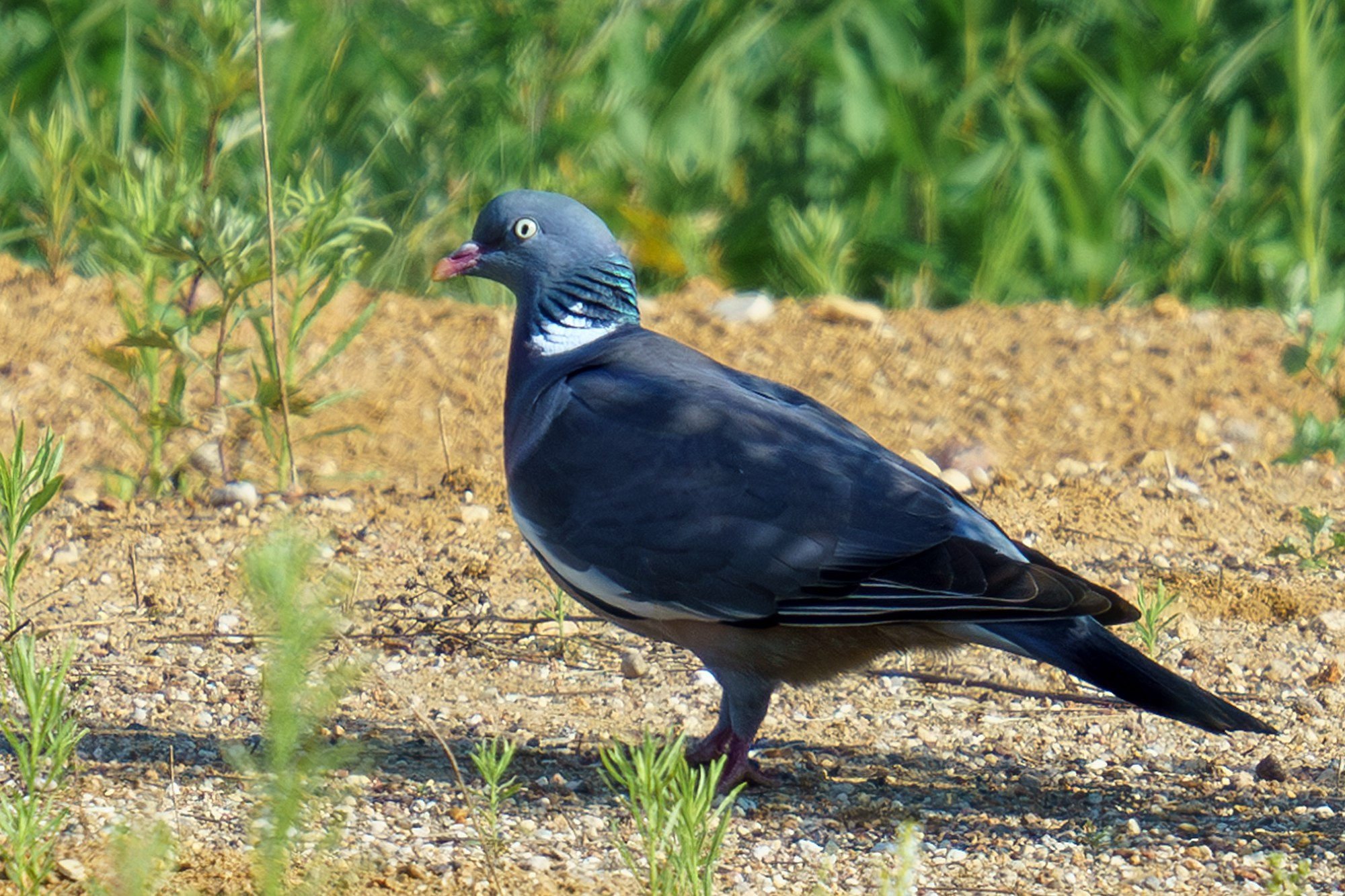 Удивительные мир птиц. Вокруг нас столько прекрасного — присмотритесь!. Ваш личный фотограф Марина Волкова