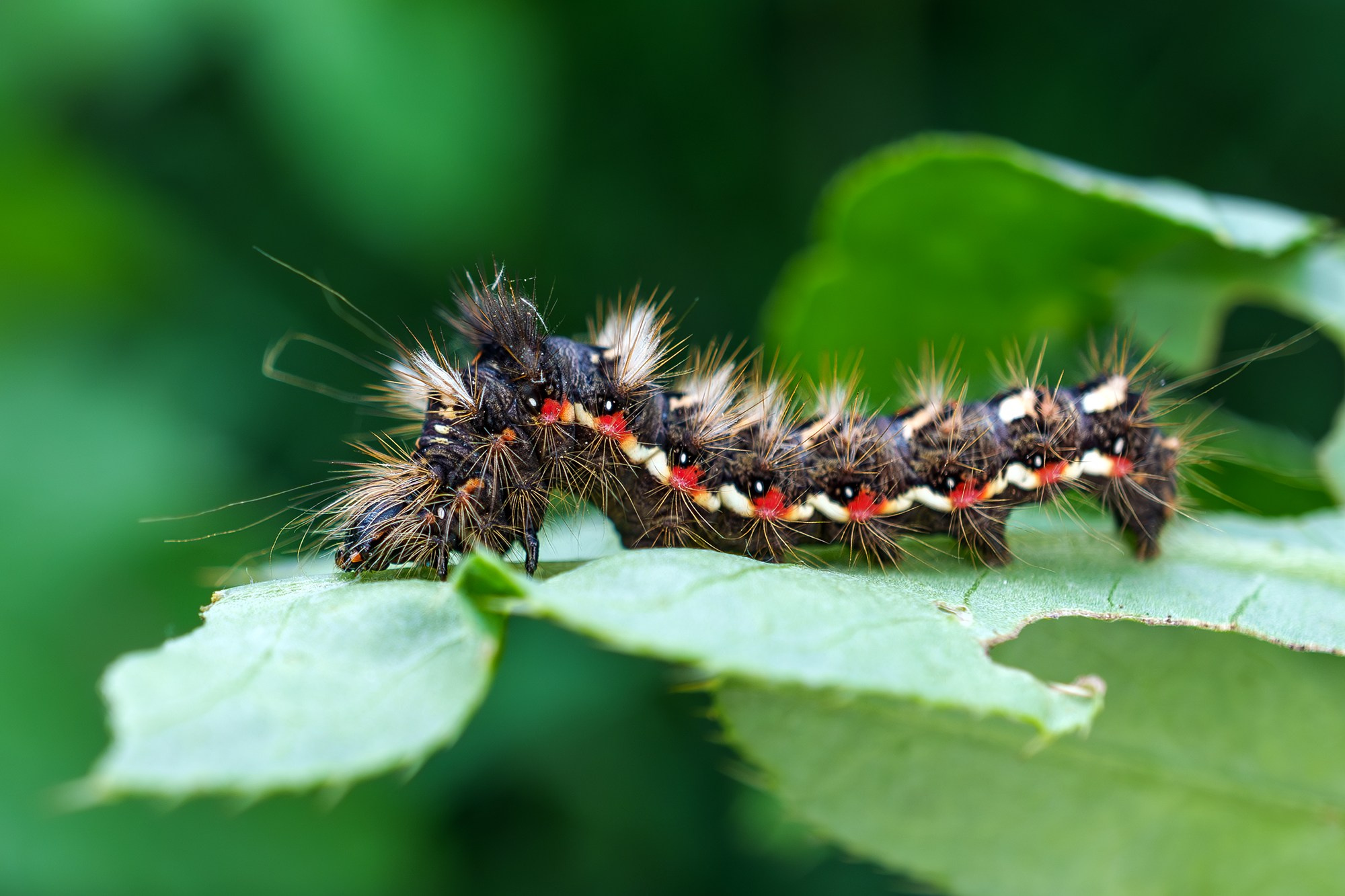Макросъёмка. Ваш личный фотограф Марина Волкова