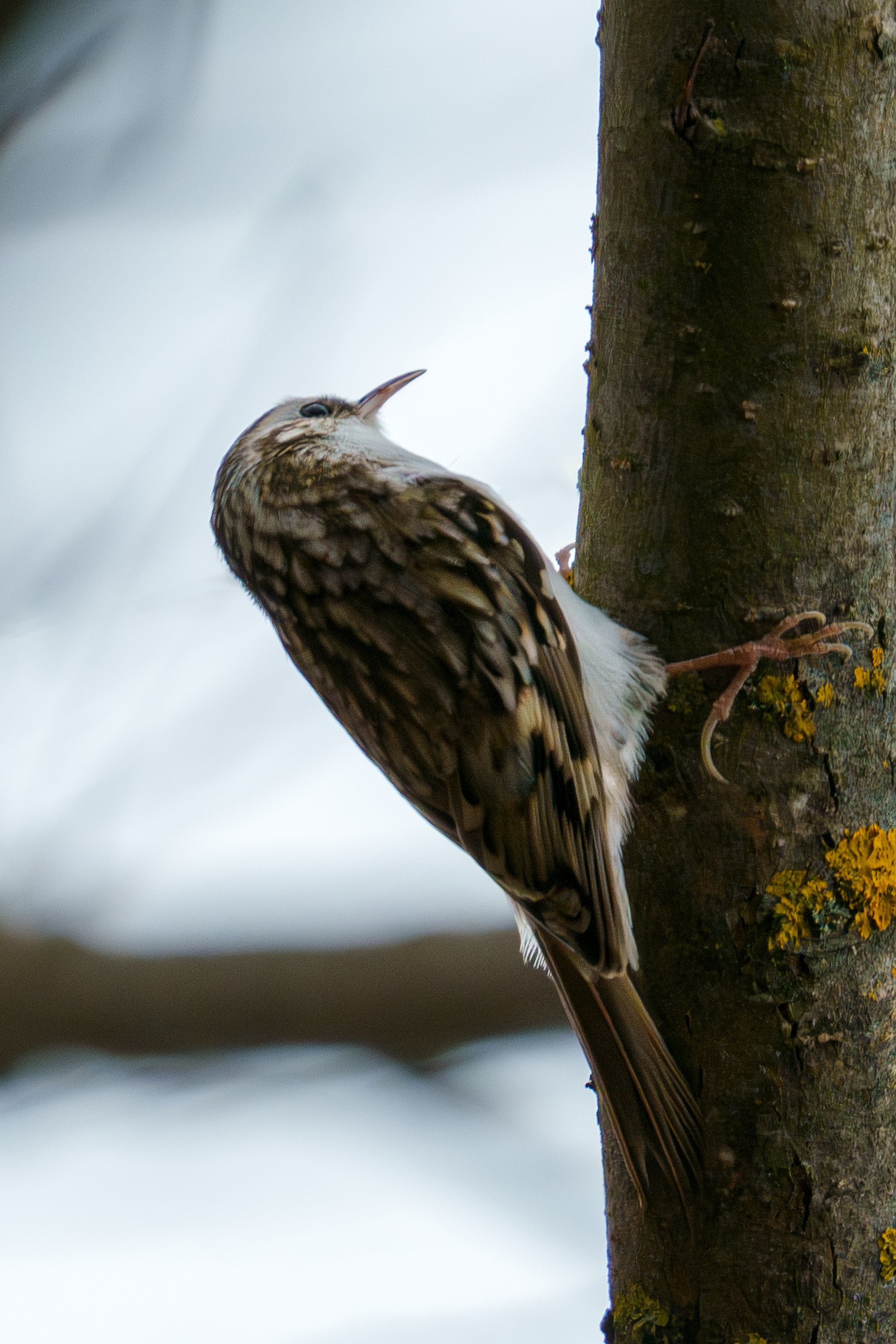 Удивительные мир птиц. Вокруг нас столько прекрасного — присмотритесь!. Ваш личный фотограф Марина Волкова