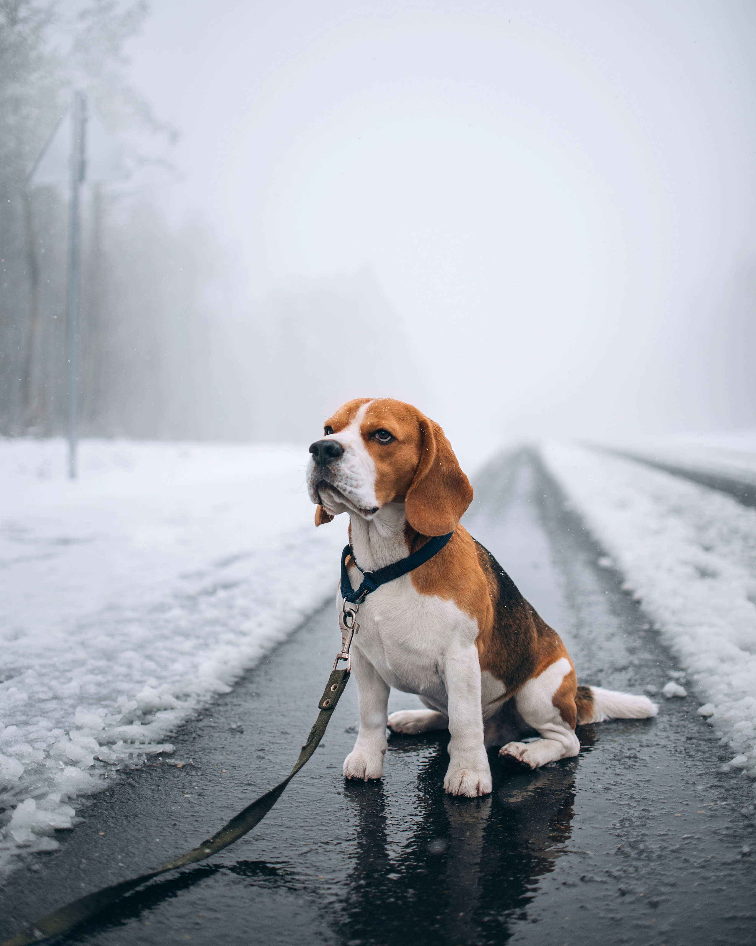 Прогулка с собаками: бигли и Лена. Портфолио