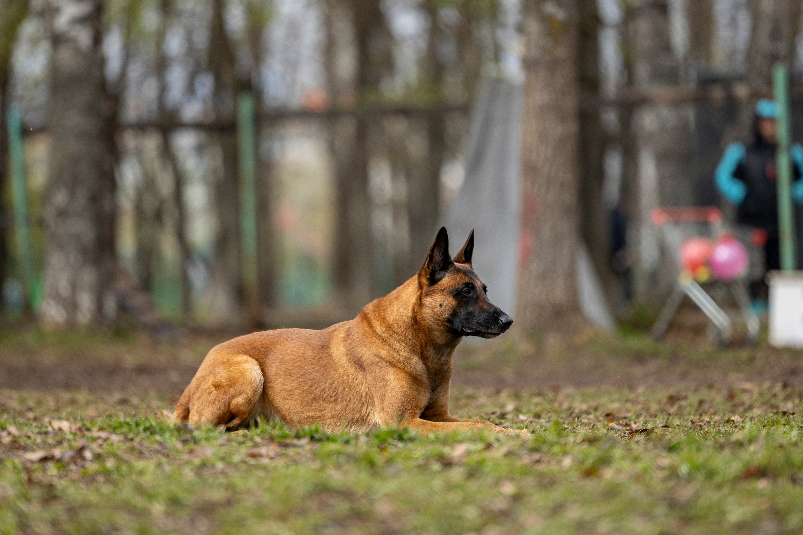 Квалификационные состязания по мондьорингу г. Вологда 11.05.24. Фотограф-анималист Анна Маринич